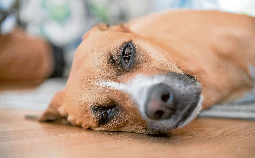 Berliner Tierarzt: Darum sind Getreide und Gräser für Hunde so gefährlich