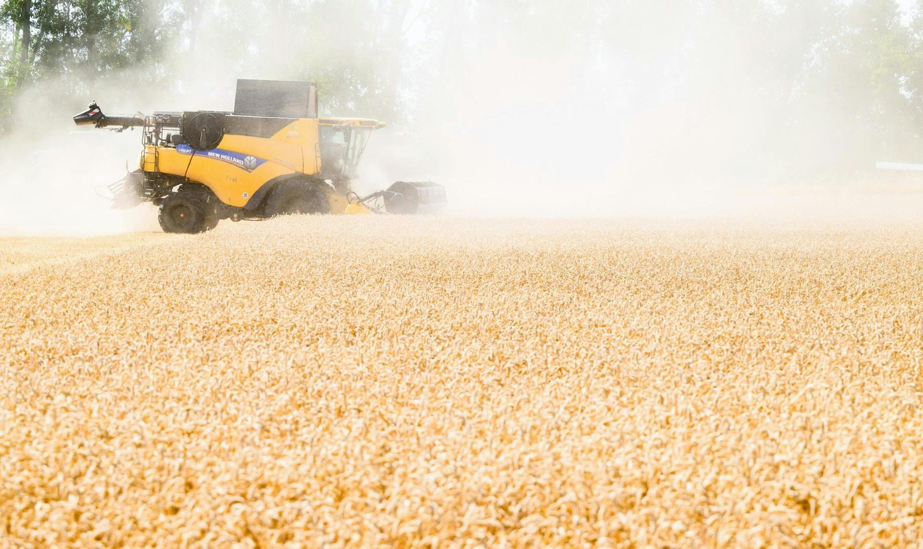 Ein Landwirt erntet mit Hilfe eines Mähdreschers bei sehr heißem Wetter ein extrem trockenes Weizenfeld in der Region Hannover.