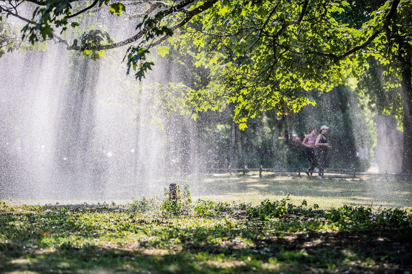 Zwei Joggerinnen laufen am Morgen hinter dem Wasserstrahl eines Rasensprengers durch den Berliner Tiergarten.
