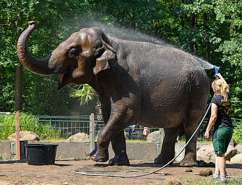 Die Asiatischen Elefantendame Sundali aus dem Cottbusser Zoo erhält eine Abkühlung.