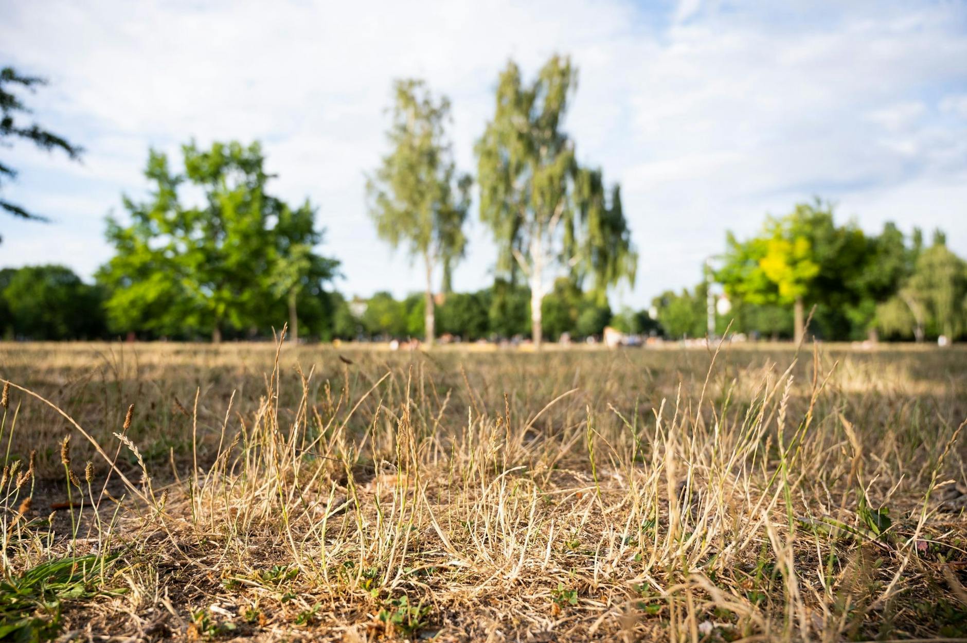 Im Volkspark Friedrichshain ist das Gras ausgetrocknet.