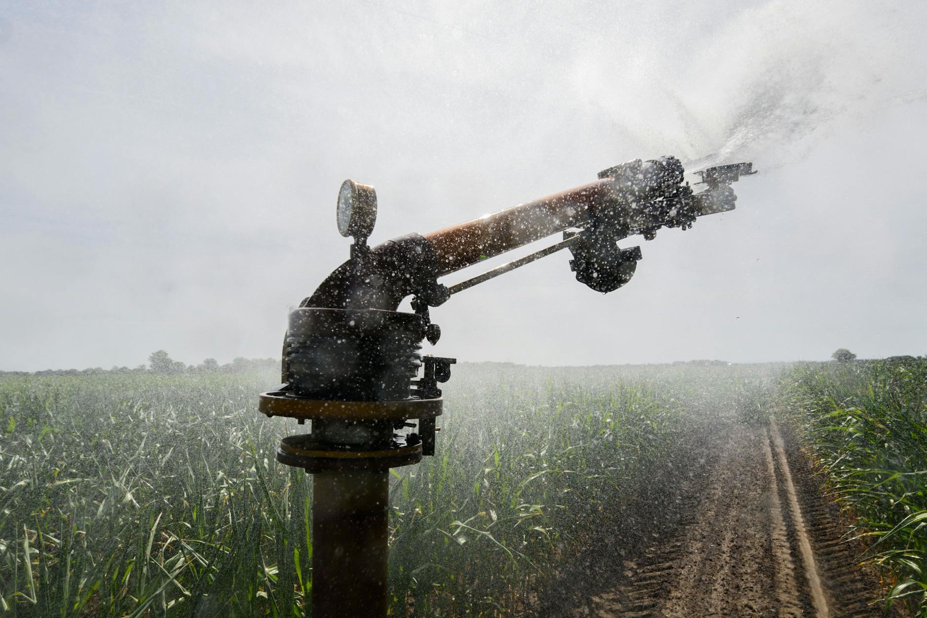 Trockenheit und Hitze setzen der Vegetation zu. (Symbolbild)