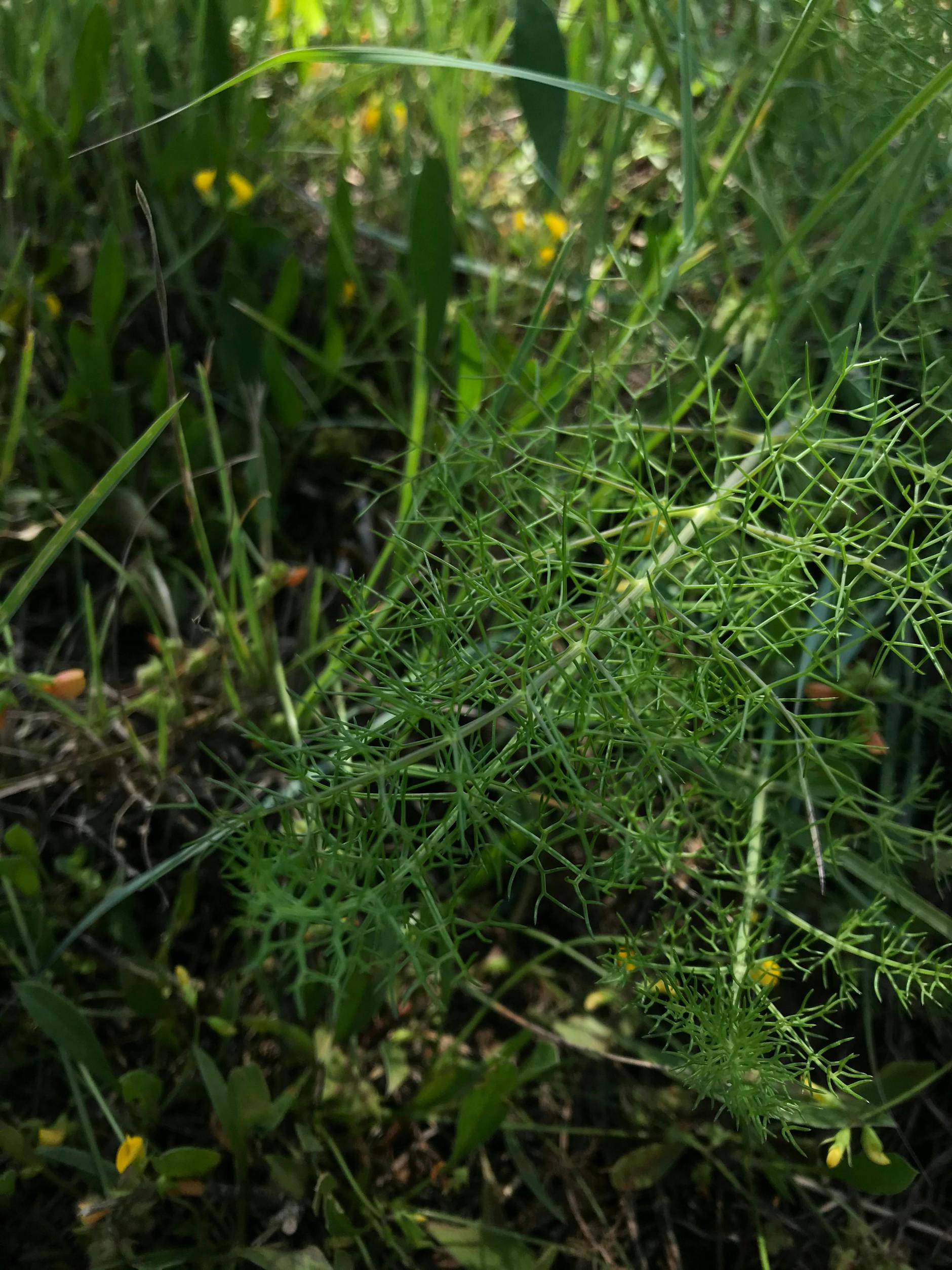 Der eigene Fenchel aus dem Garten: Hier aufgenommen von unserem Koch in der Nähe von Pollenca im Norden Mallorcas.