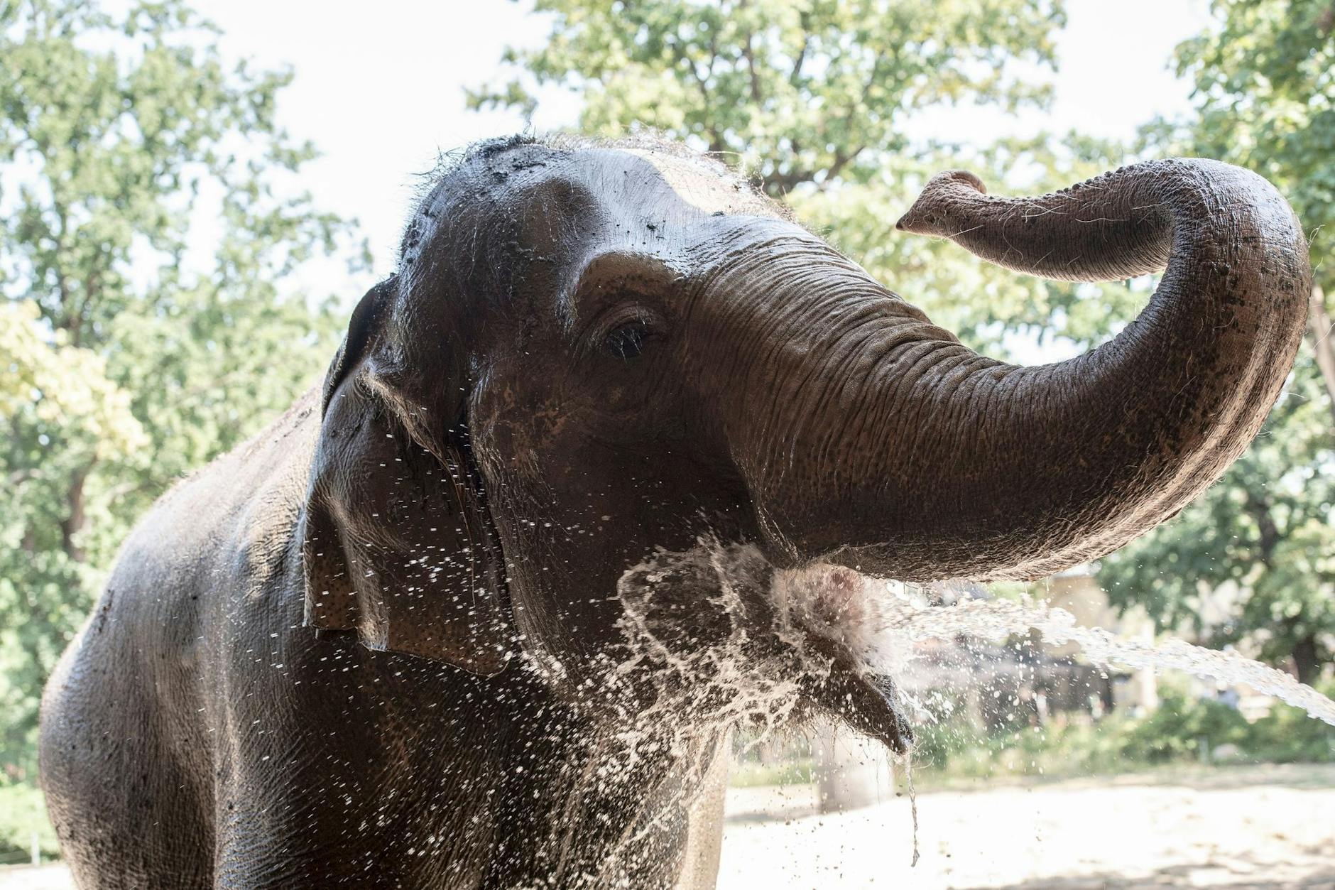 Ein Elefant wird in einem Berliner Zoo mit Wasser abgekühlt.