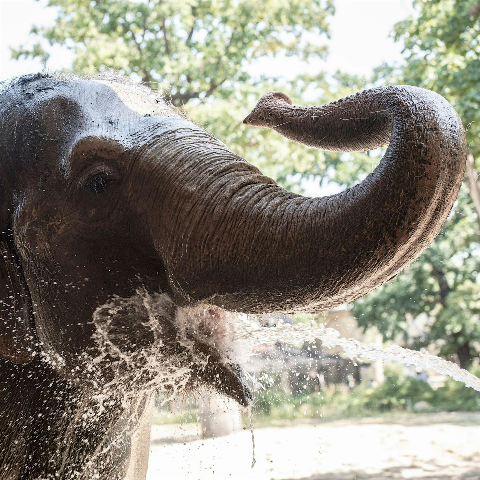 Wenn Elefanten abtauchen: Es wird heiß in Berlin