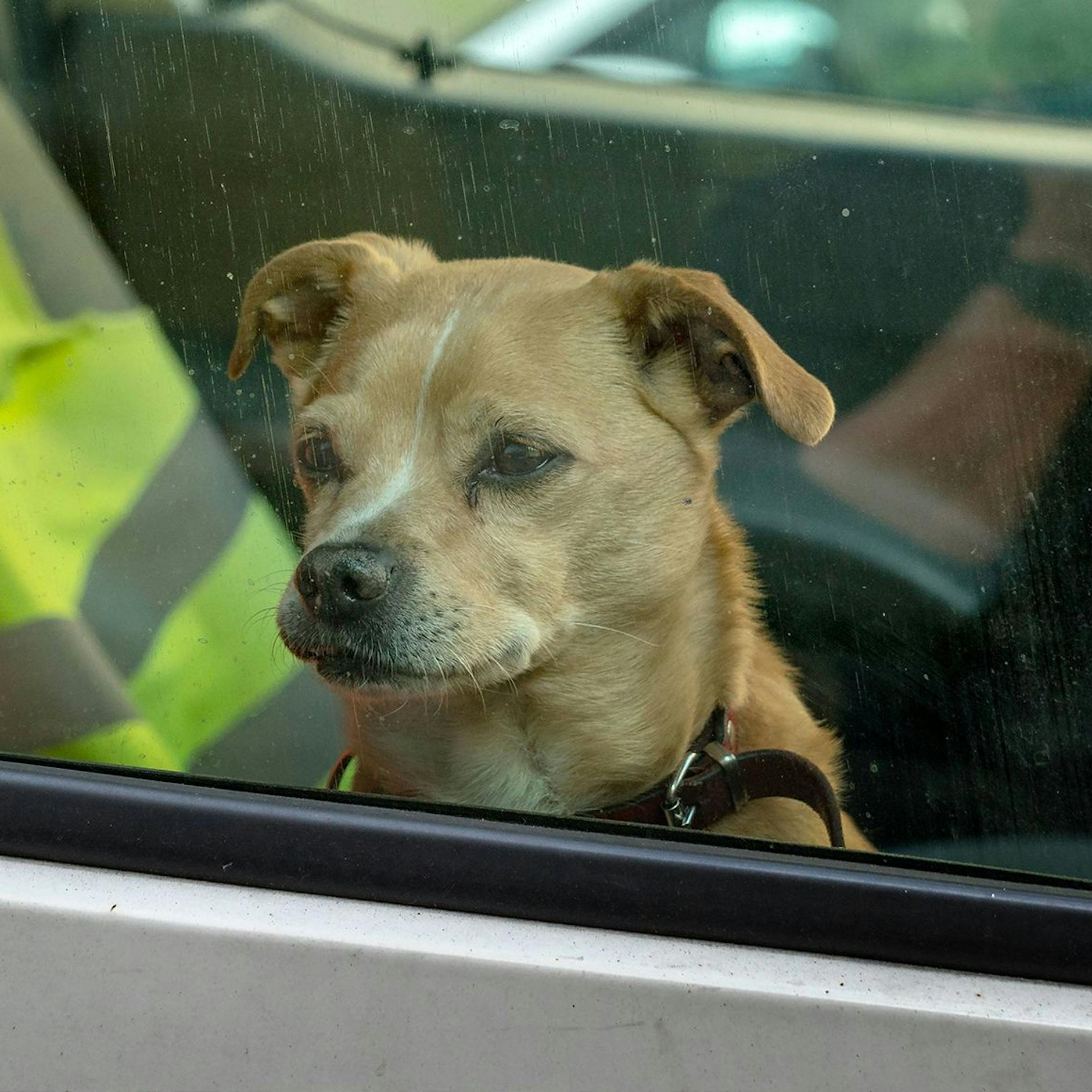 Wie schützen sich Tiere vor Hitze? Was kann ich Tieren bei Hitze helfen? Das kleine Hitze-ABC für Tierfreunde