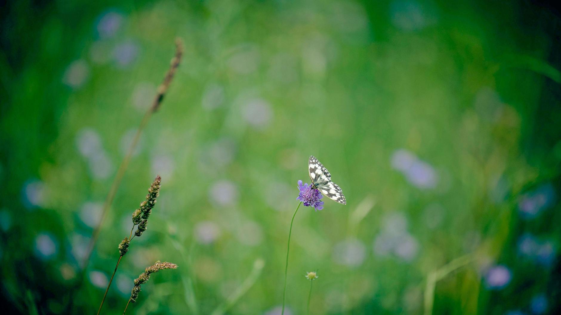 Ein Schachbrettfalter (Melanargia galathea) sitzt auf einer Tauben-Skabiose (Scabiosa columbaria).