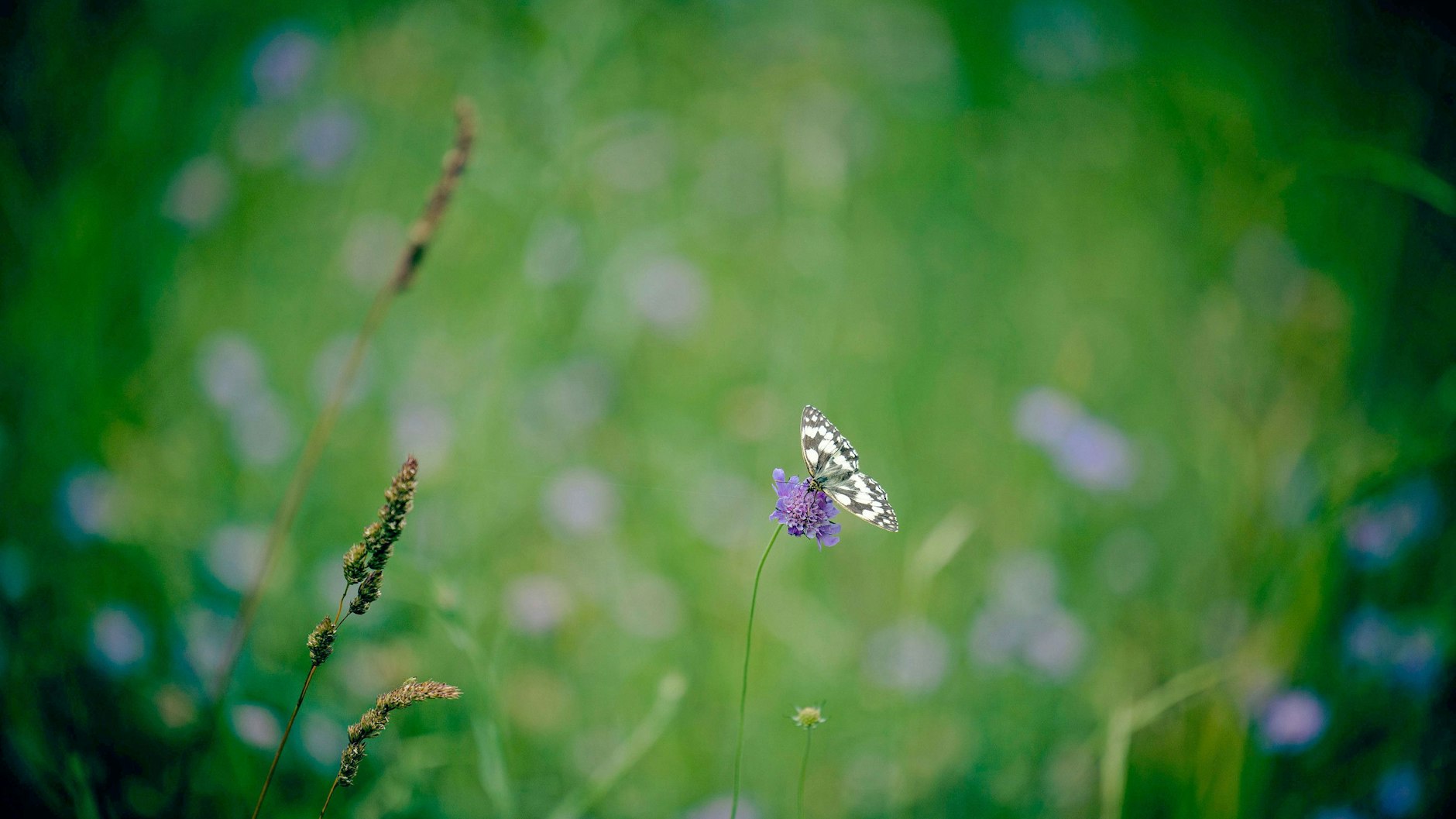 Ein Schachbrettfalter (Melanargia galathea) sitzt auf einer Tauben-Skabiose (Scabiosa columbaria).