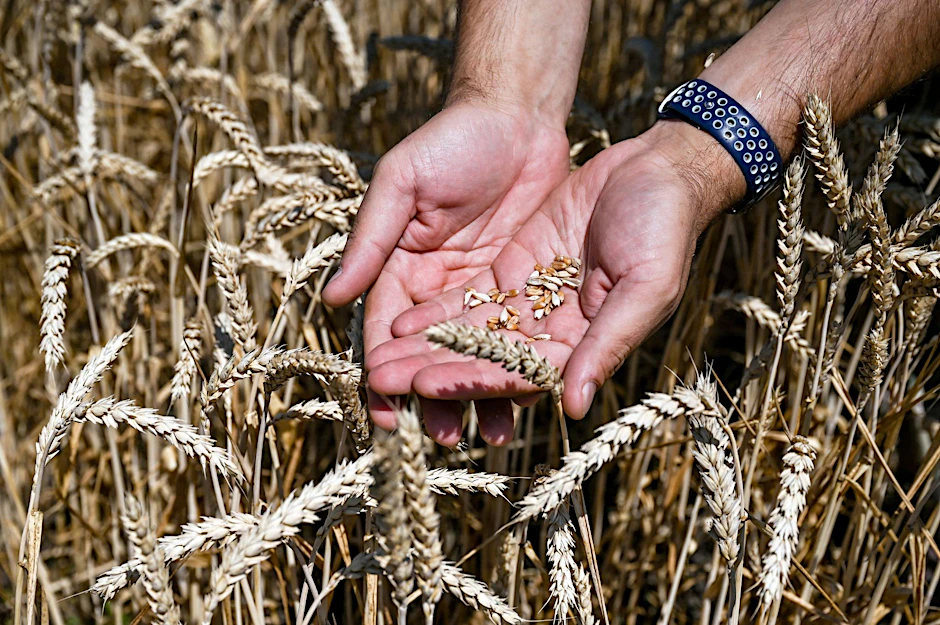 In der Ukraine ist Erntezeit von Weizenkörnern.  