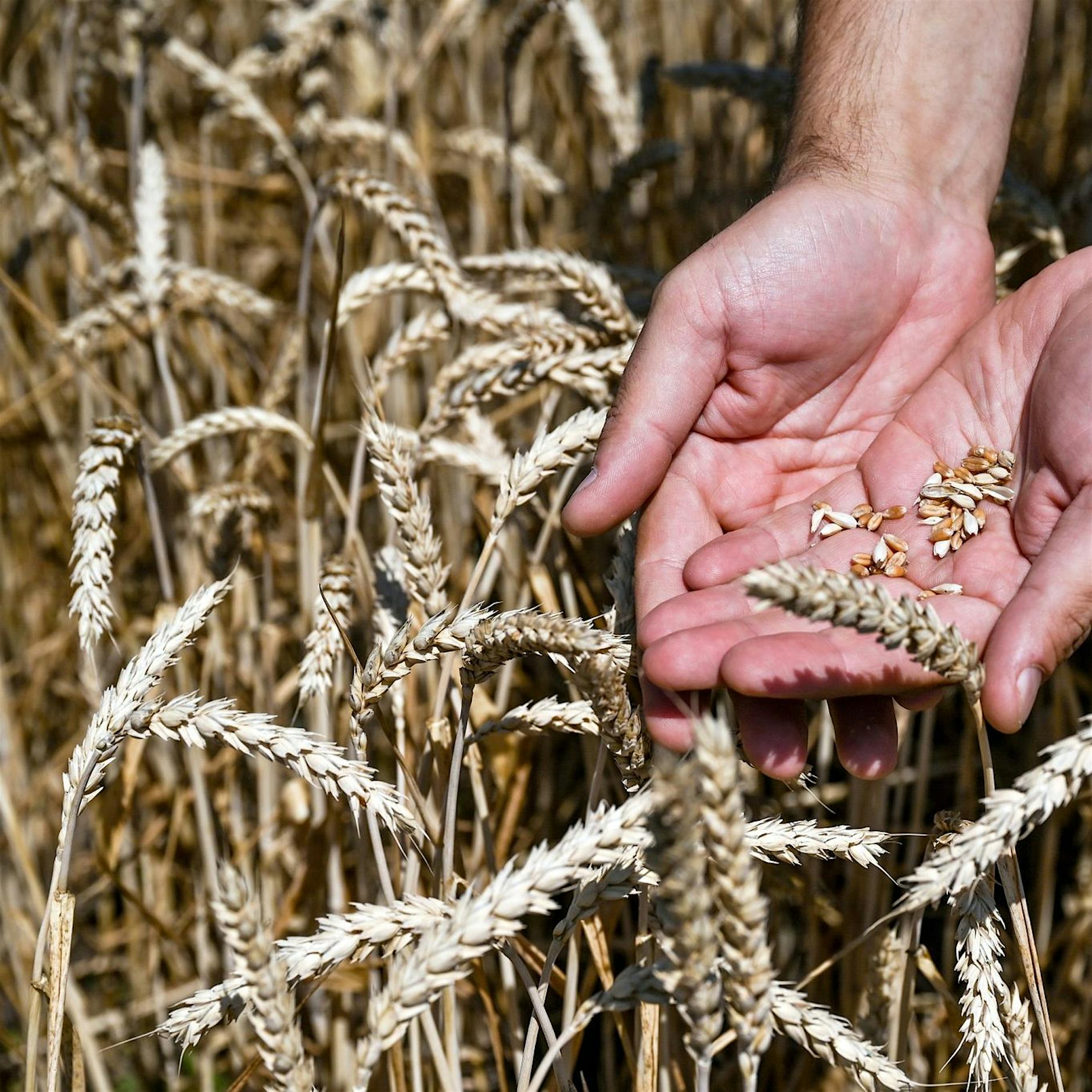 Deutsche Bahn plant „Getreidebrücke“ aus der Ukraine
