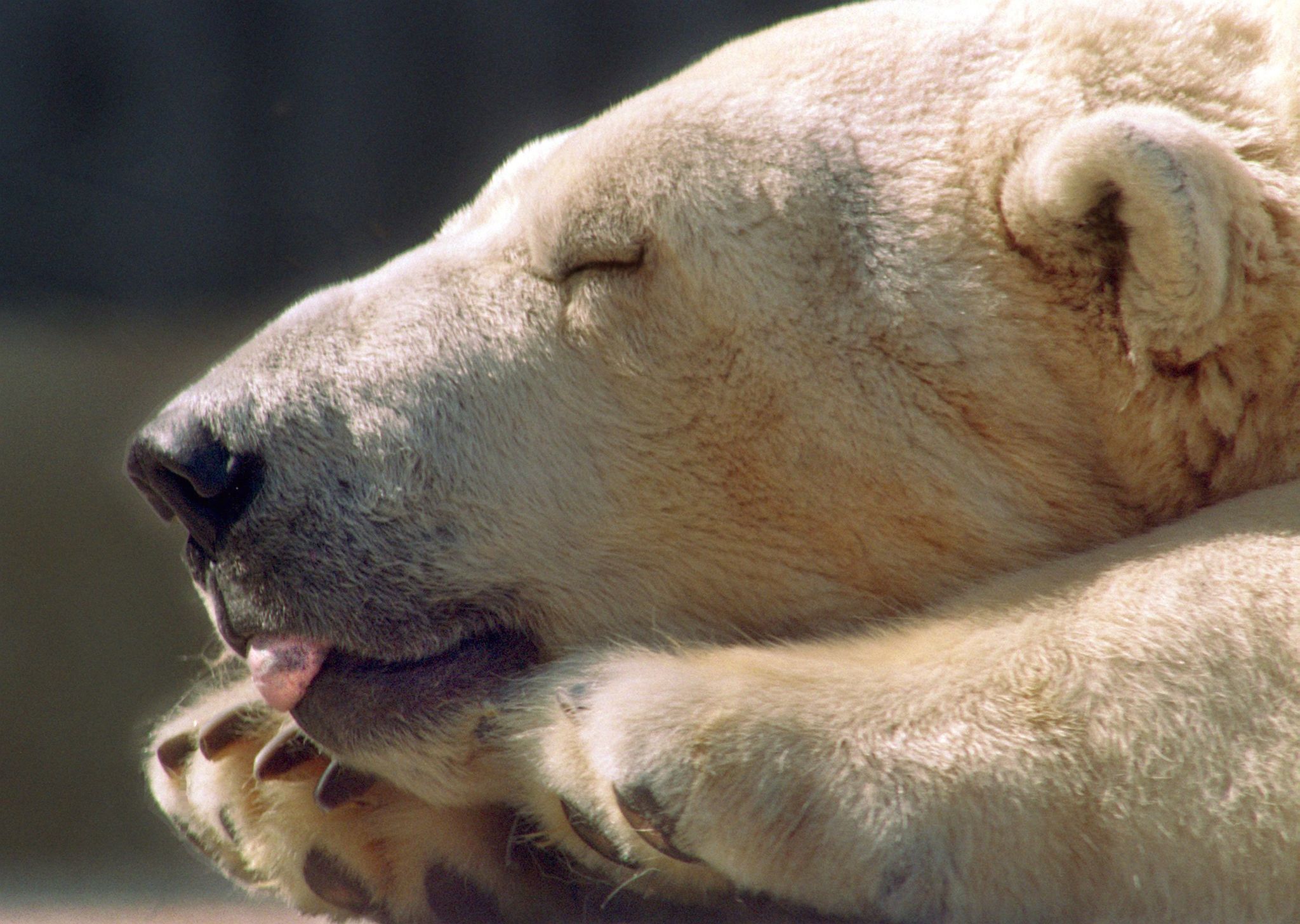 Image - Zunge drei Tage in Konservendose festgeklemmt: So lief die dramatische Rettung der Eisbärin