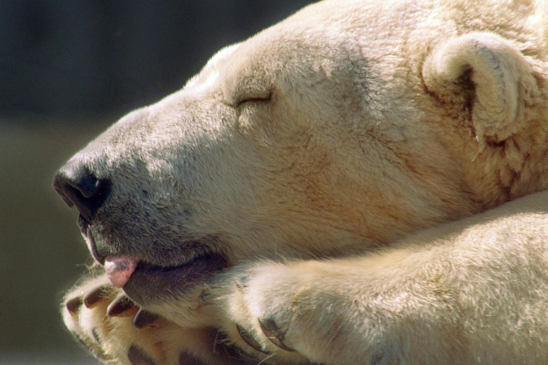 Das Tier wurde nach der Rettung in eine sichere Entfernung weitab der Zivilisation transportiert.
