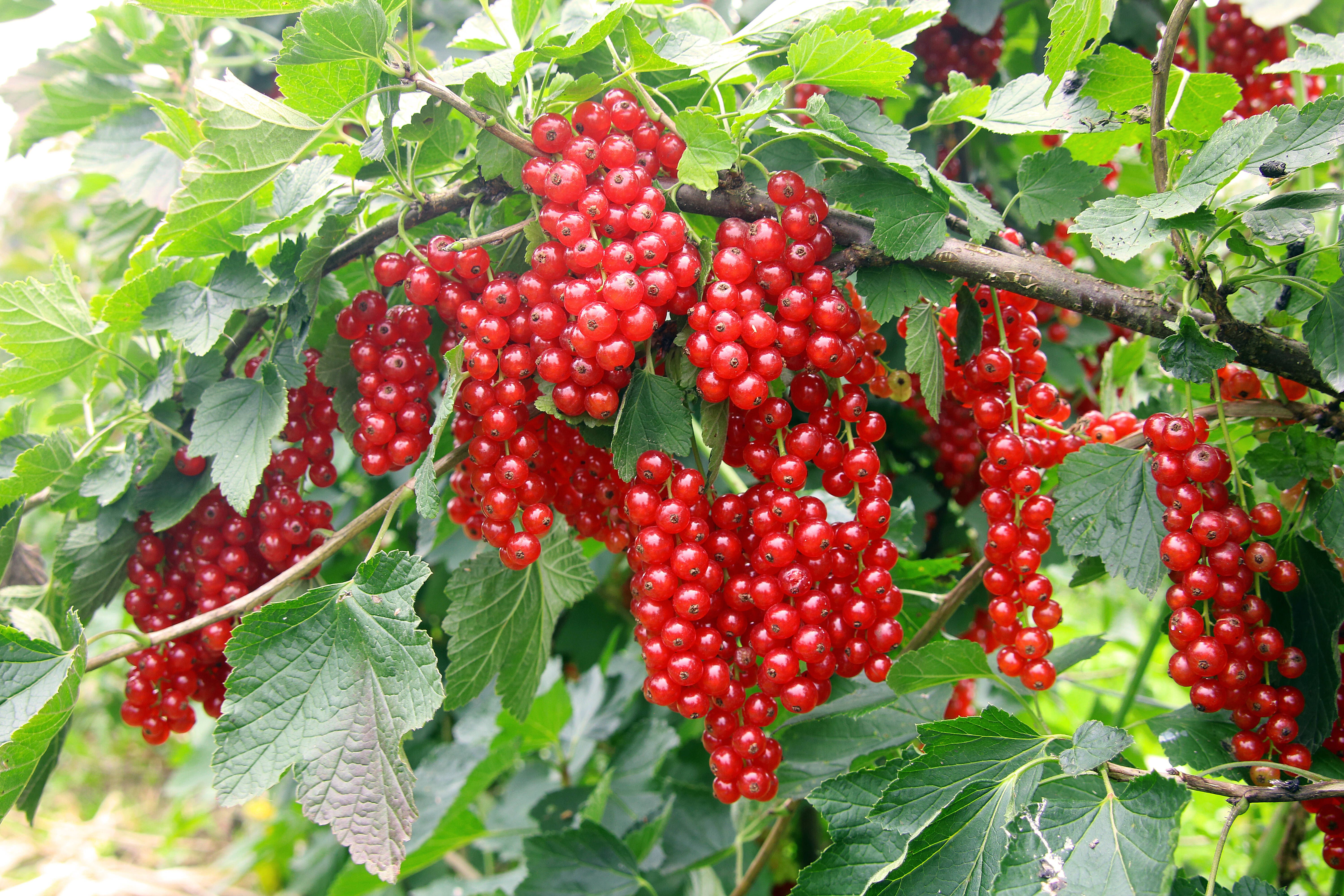Johannisbeeren ernten, pflanzen und pflegen: DIESE Fehler sollten Sie vermeiden! Tipps und Tricks vom Profigärtner