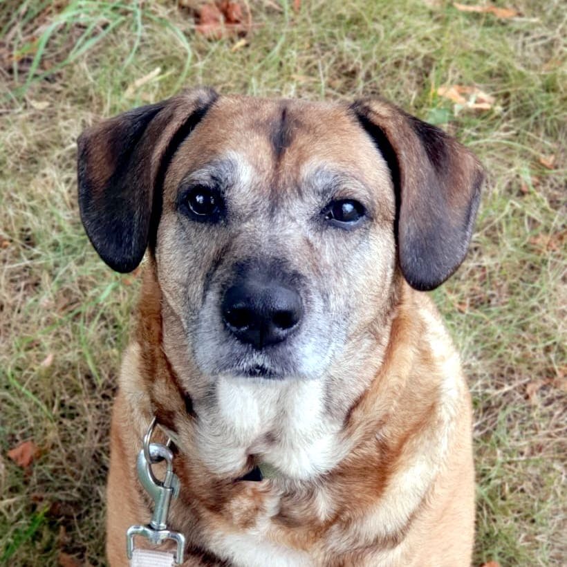 Wer gibt Hunde-Omi Helga ein neues Zuhause? Die süße Hündin aus dem Tierheim Berlin sucht einen Wohnsitz für ihren Lebensabend.