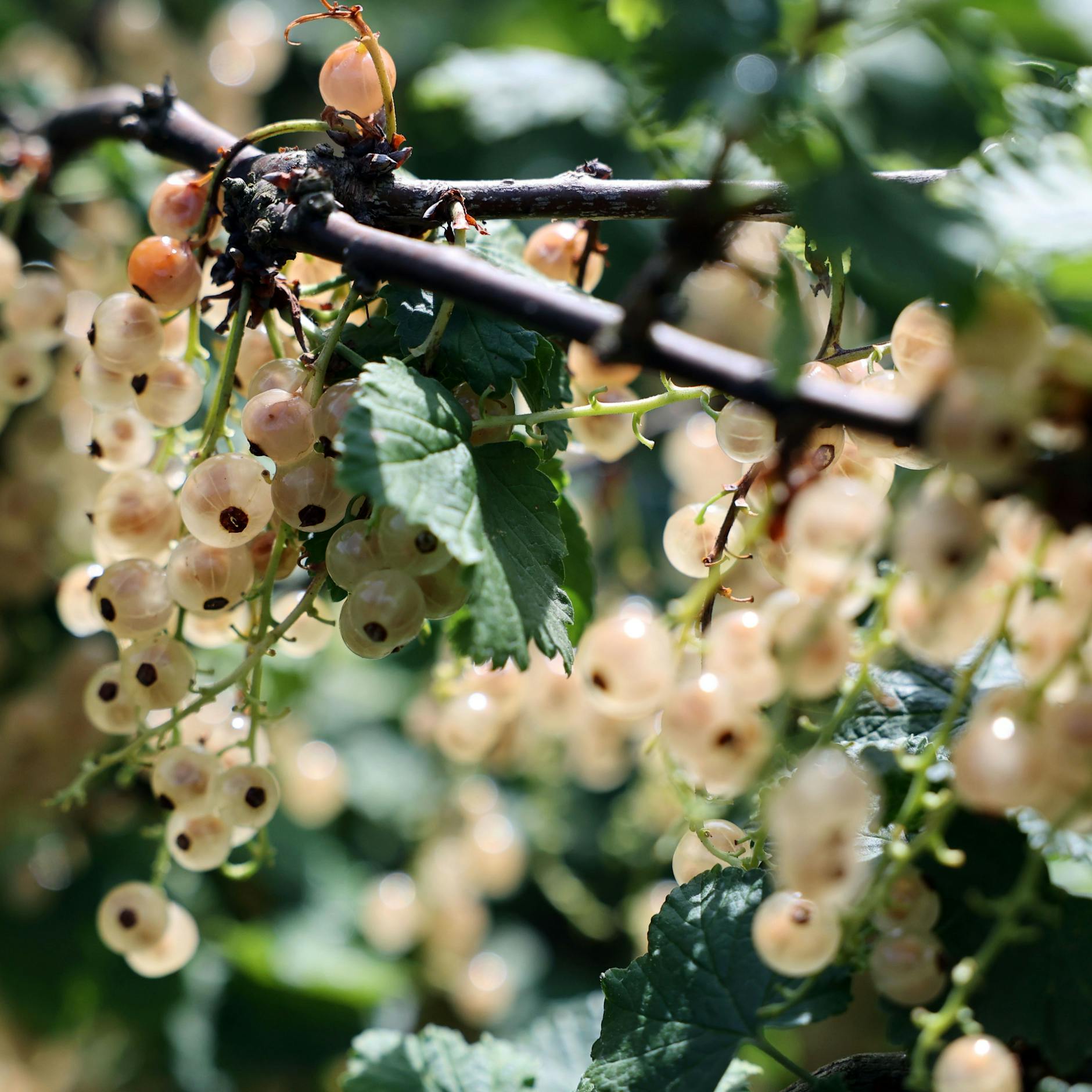 Johannisbeeren ernten, pflanzen und pflegen: DIESE Fehler sollten Sie ...