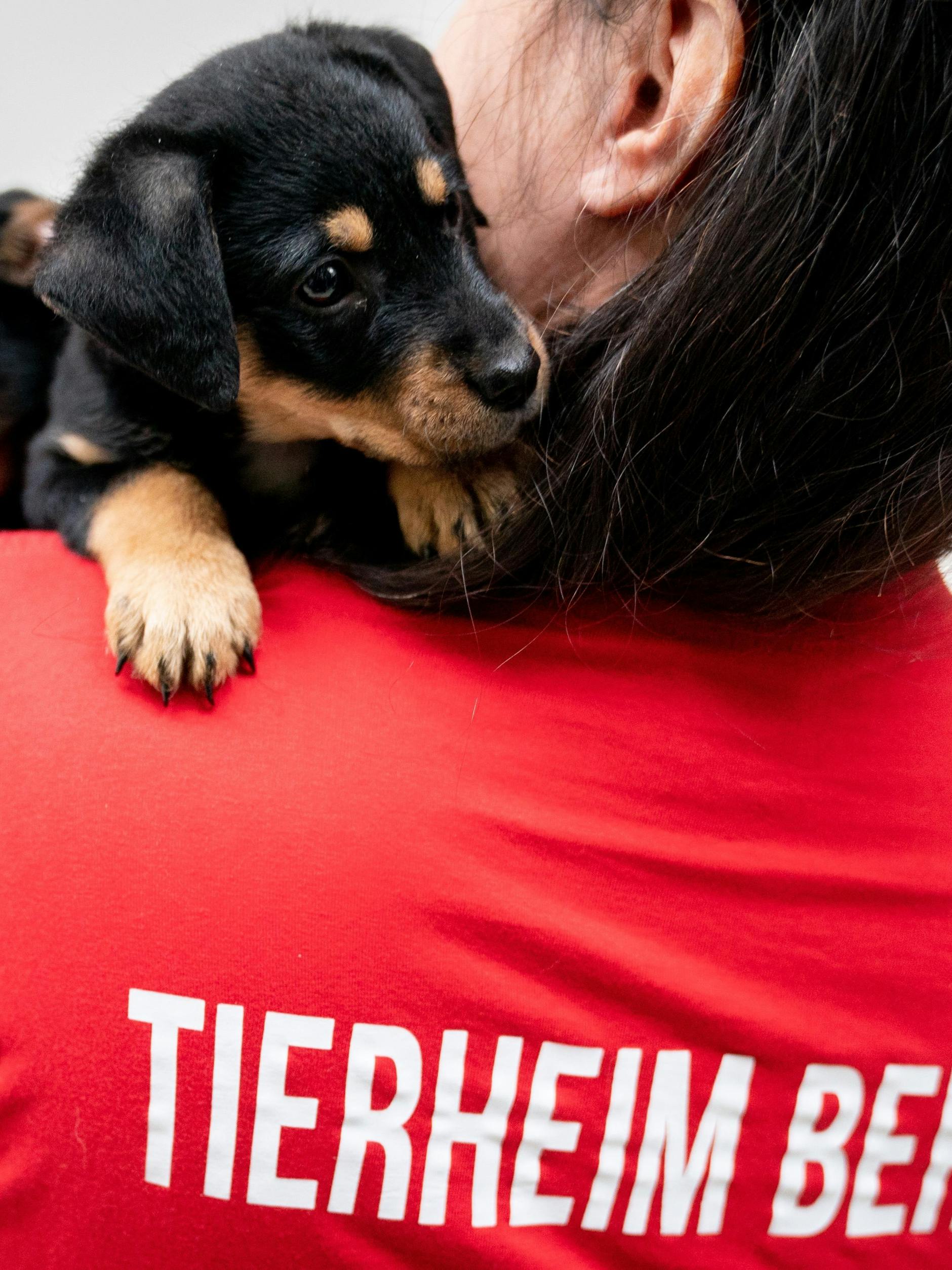 Eine Tierheimmitarbeiterin hält zwei Hundewelpen auf dem Arm.