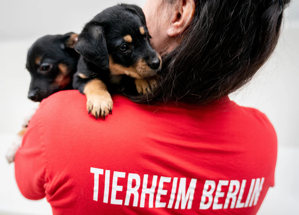 Berlin mit Kindern: Im Tierheim Berlin können kleine Tierfreunde viel lernen