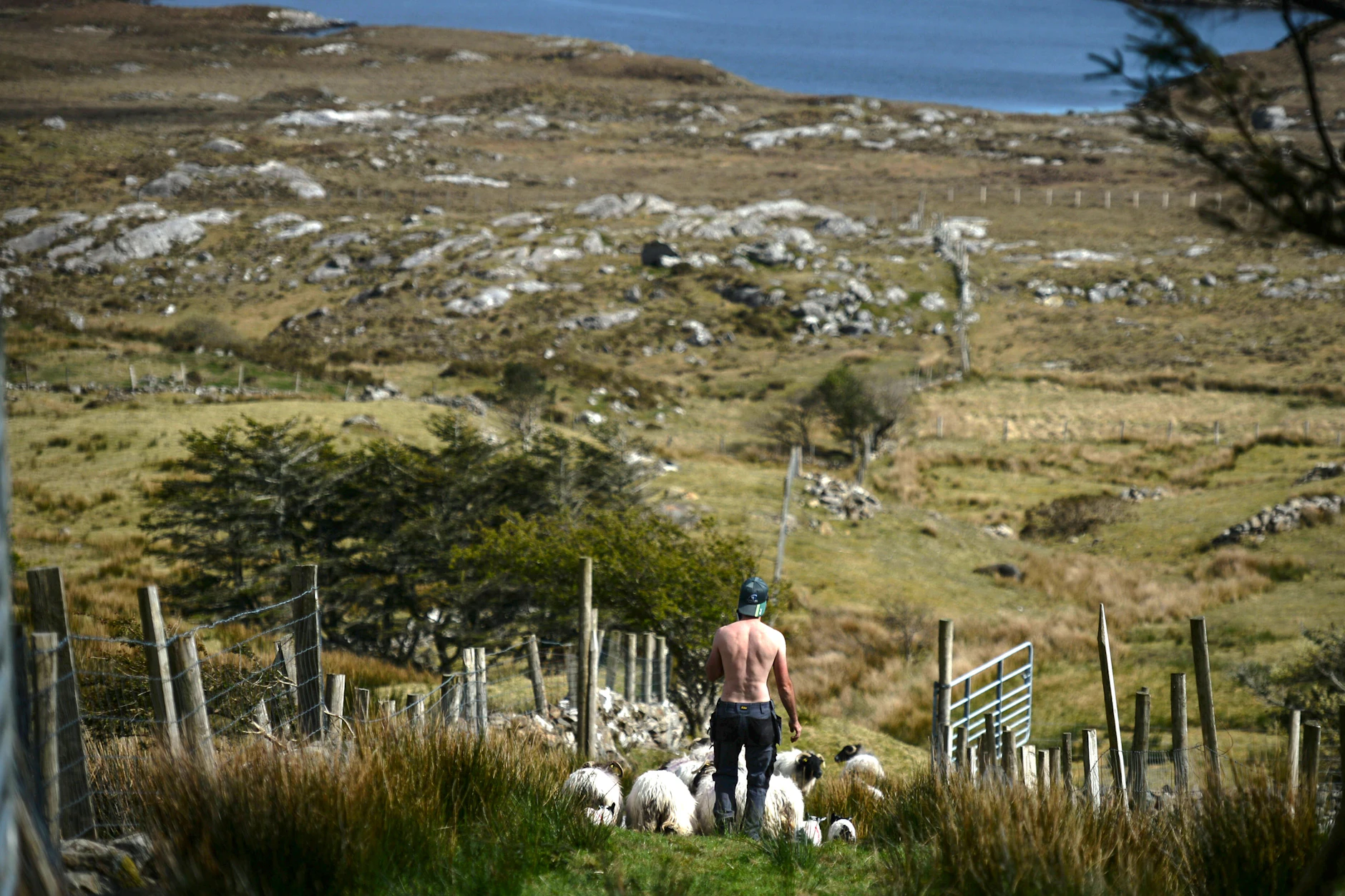 Alltag in Connemara während der COVID-19-Pandemie bringt Brian Staunton aus Lettershinn die Schafe und Lämmer nach der Sprühmarkierung zurück auf die Weide.