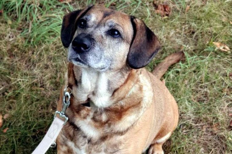 Helga aus dem Tierheim Berlin wartet sehnsüchtig auf ein neues Zuhause - wegen verschiedener Erkrankungen ist ihre Lebenszeit begrenzt.