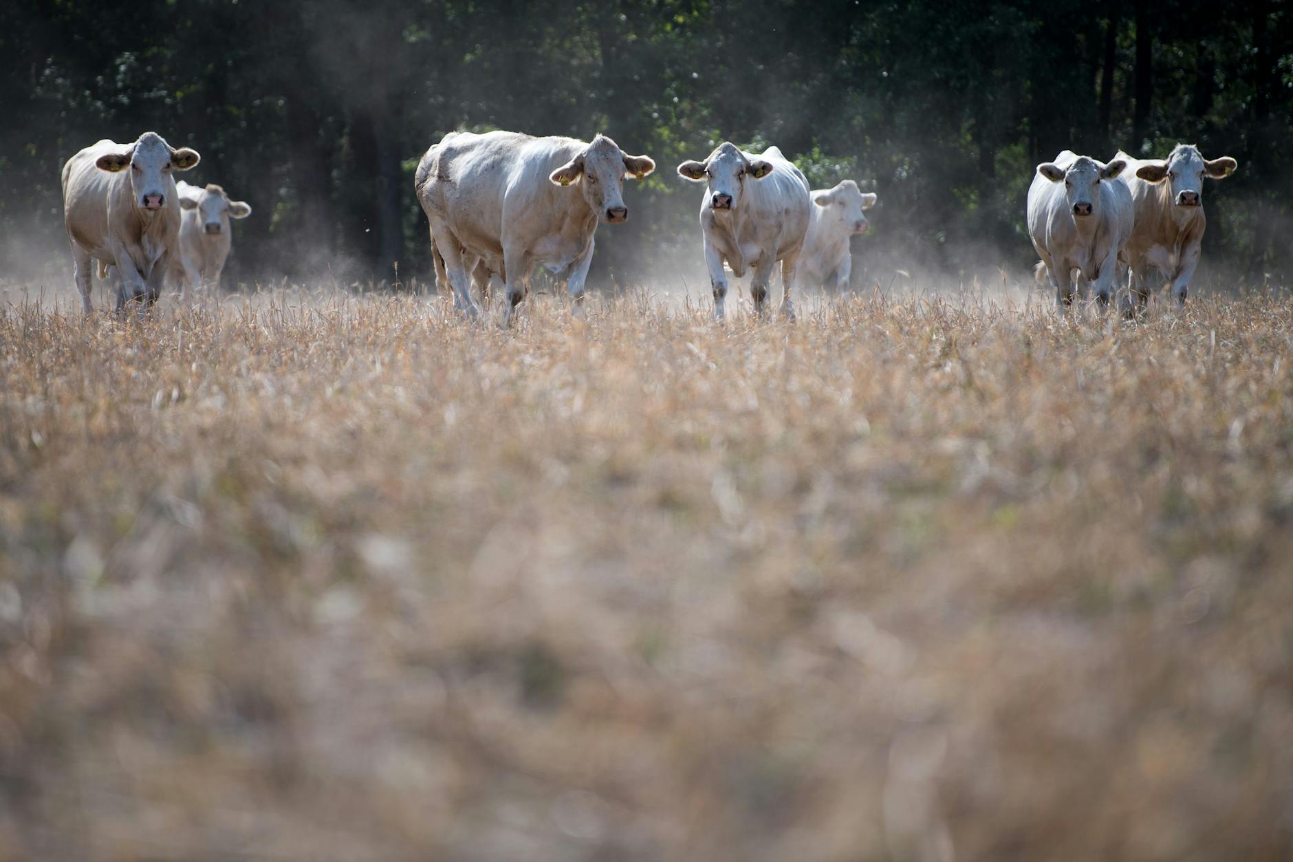 Kühe stehen auf einem trockenen Feld in Sachsen. (Symbolfoto)