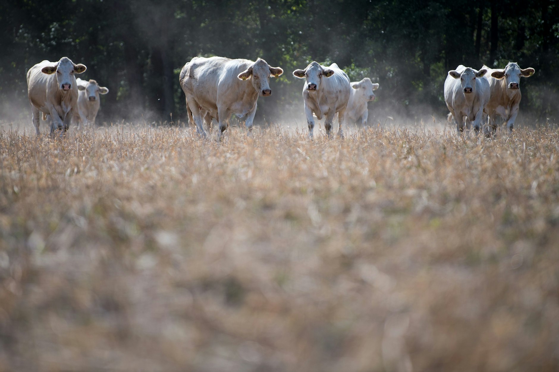 Kühe stehen auf einem trockenen Feld in Sachsen. (Symbolfoto)