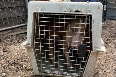 Die Polizei Berlin konnte mehr als 30 Hunde befreien.