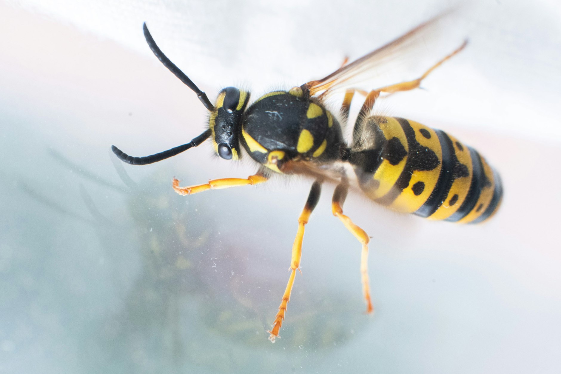 Wespe im Auto: Nicht panisch werden und Fenster auf!