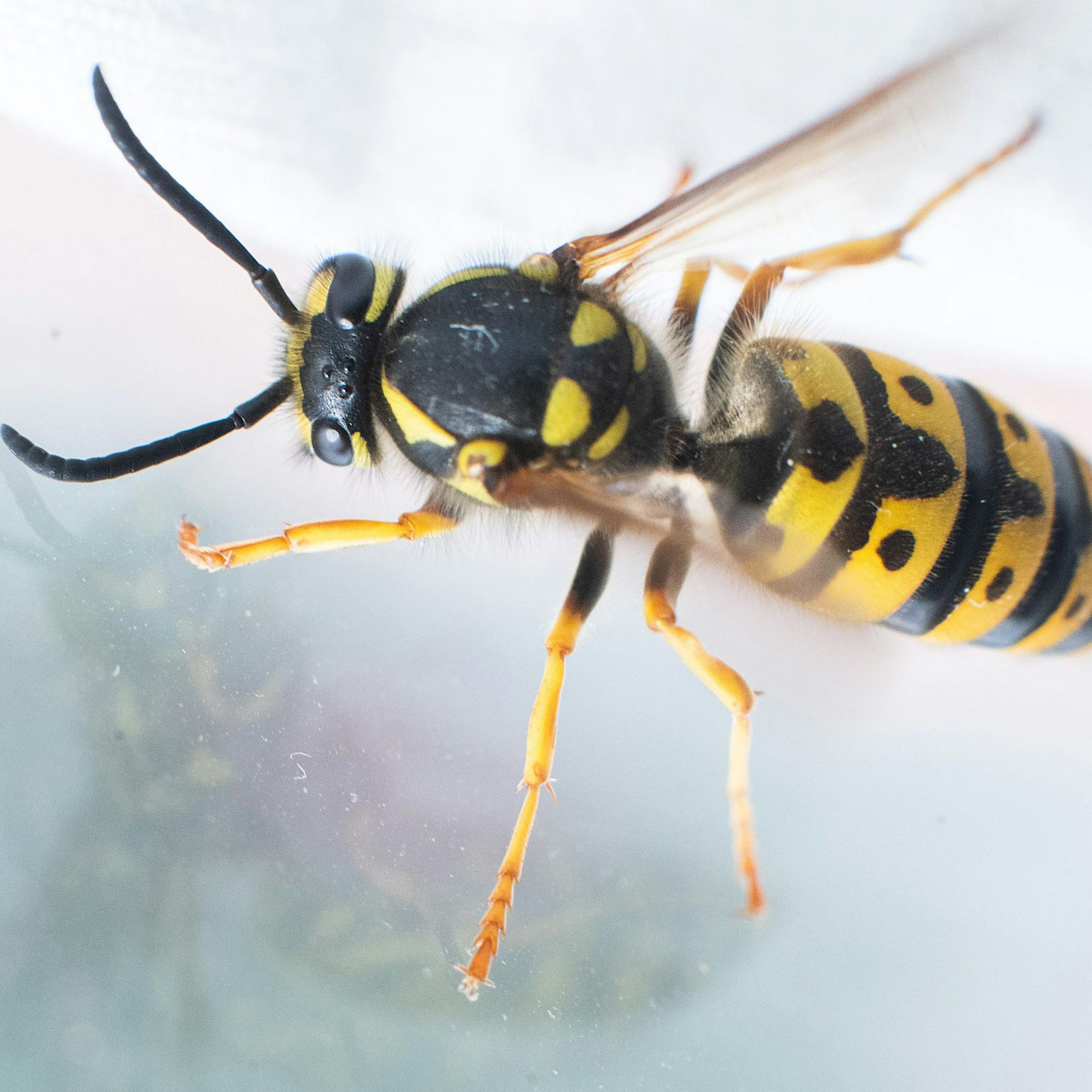 Wespe im Auto: Wer zahlt bei Panik-Unfall?