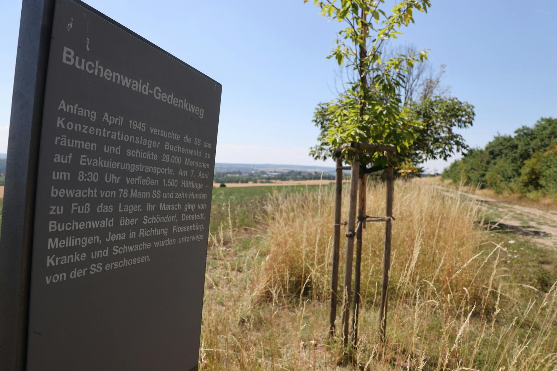 Am Buchenwald-Gedenkweg nahe dem Ortsteil Schöndorf sind mehrere Bäume beschädigt, die an Opfer des NS-Konzentrationslagers bei Weimar erinnern sollen.