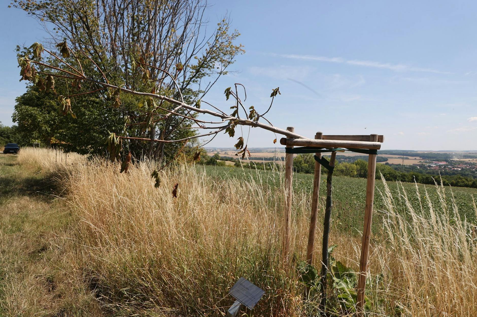 Am Buchenwald Gedenkweg nahe dem Ortsteil Schöndorf sind mehrere Bäume beschädigt, die an Opfer des NS-Konzentrationslagers bei Weimar erinnern sollen.