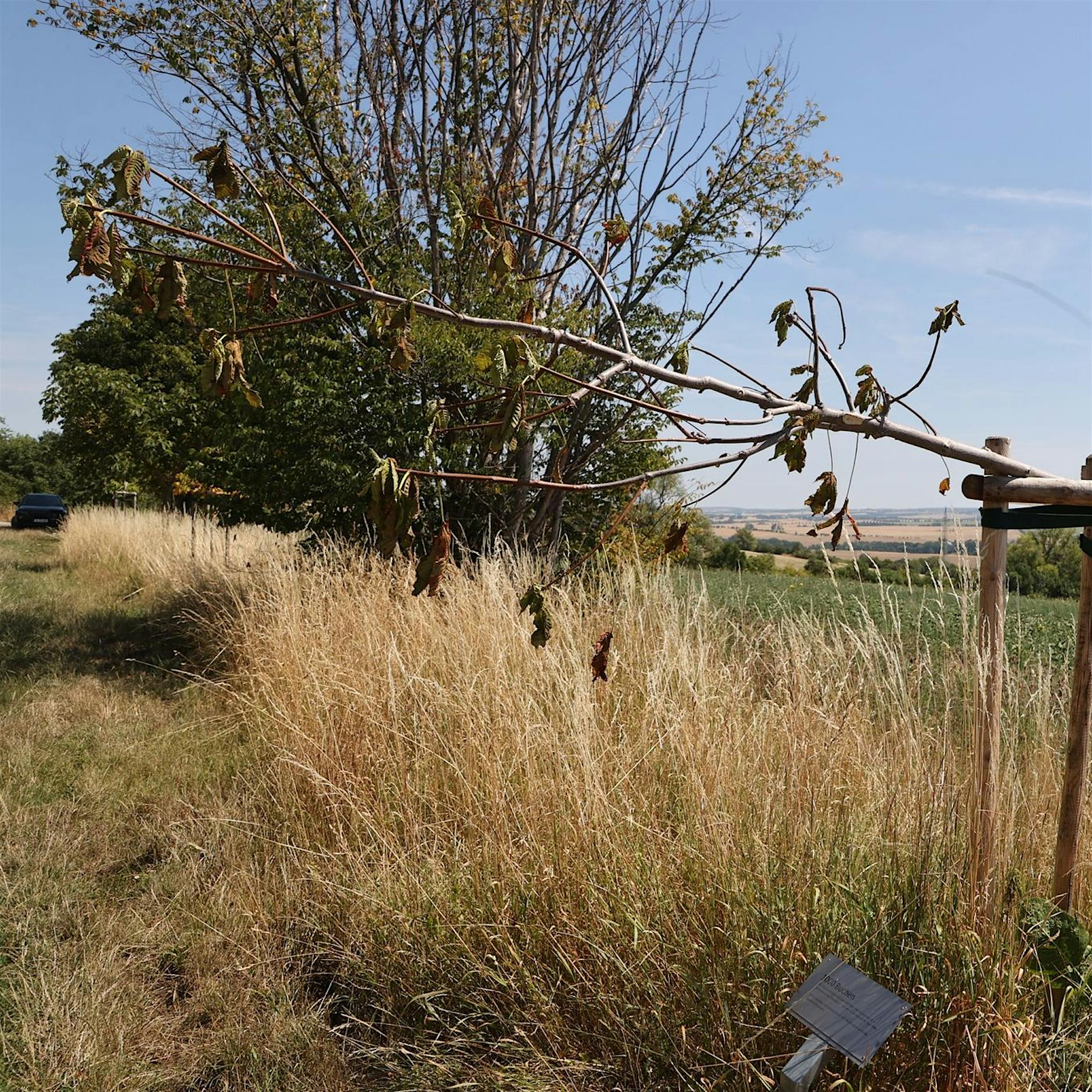 Erneut Erinnerungsbäume für KZ-Opfer nahe Weimar beschädigt