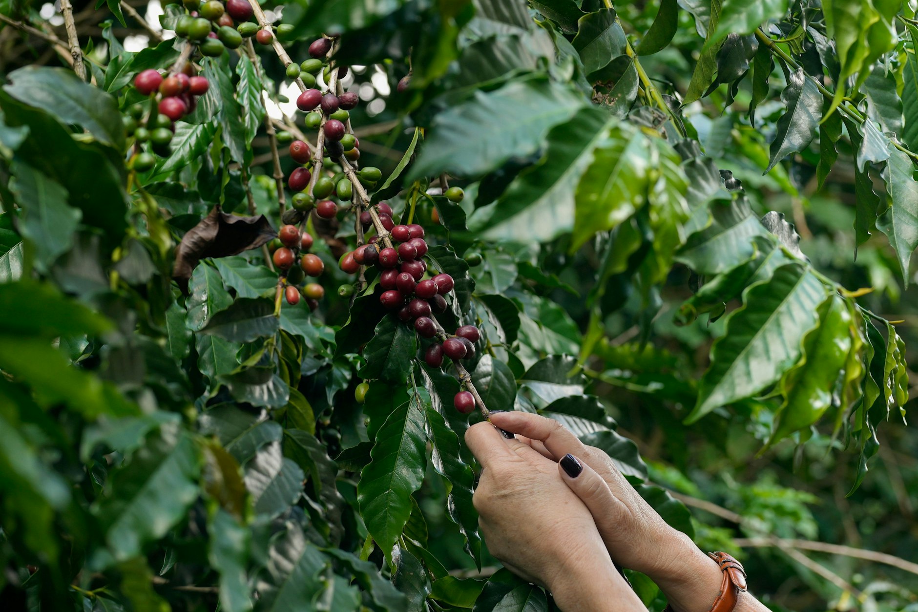 Kaffeebaum auf einer Plantage in Brasilien: In der Saison 1975/76 war die Kaffeeernte in Brasilien extrem schlecht ausgefallen. Die Bohnen wurden knapp und teuer.