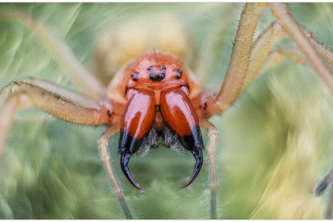 Die Ammen-Dornfingerspinne ist in Deutschland auf dem Vormarsch. Und sie ist giftig.