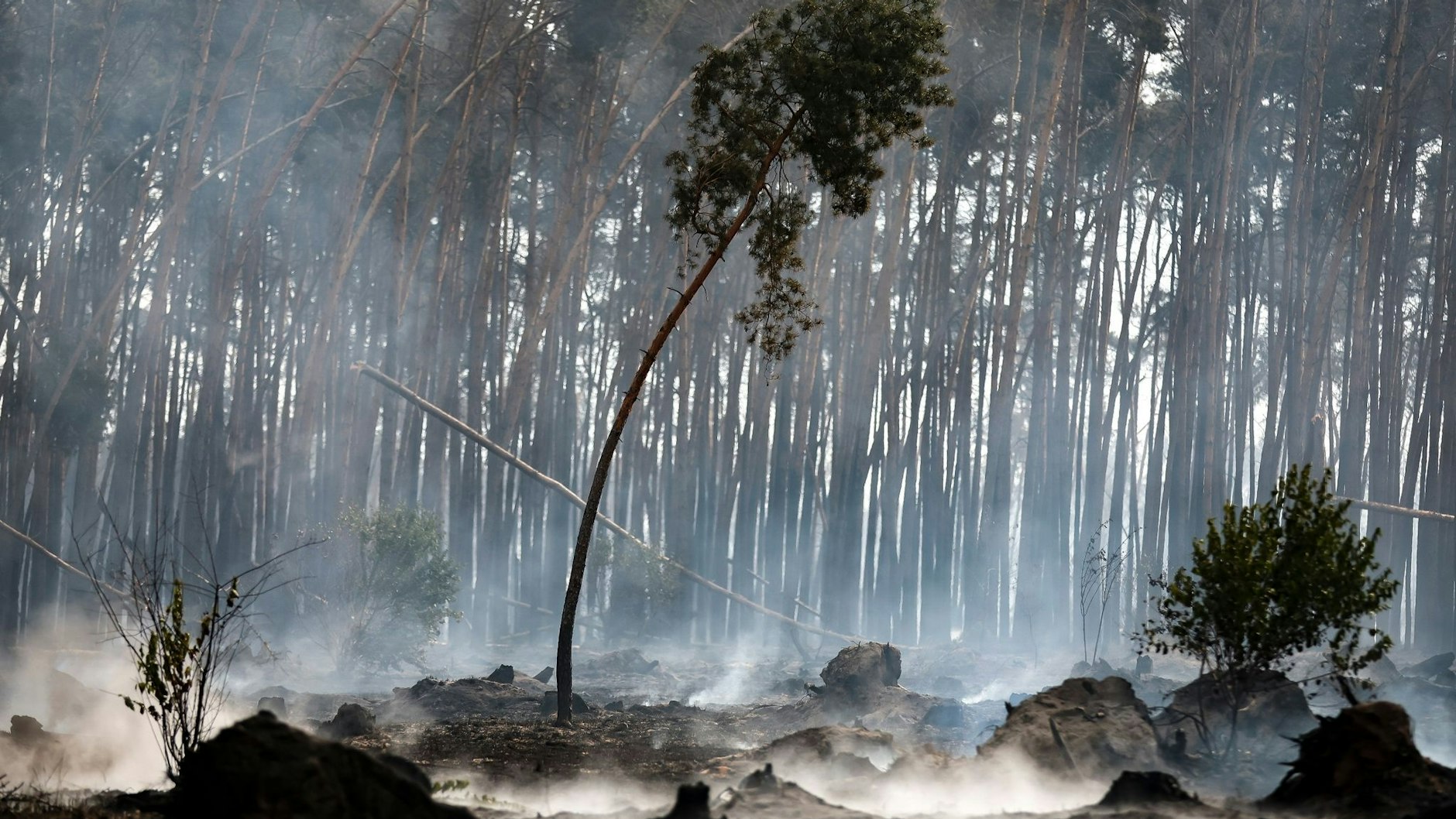 Verbrannte Baumstümpfe in einem Waldgebiet bei Falkenberg in Brandenburg.
