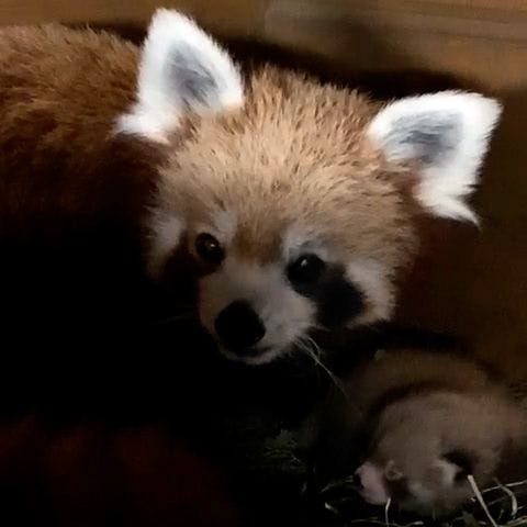 Gibt es leider nur als Handy-Schnappschuss: Mama Shine mit einem ihrer beiden Jungtiere.