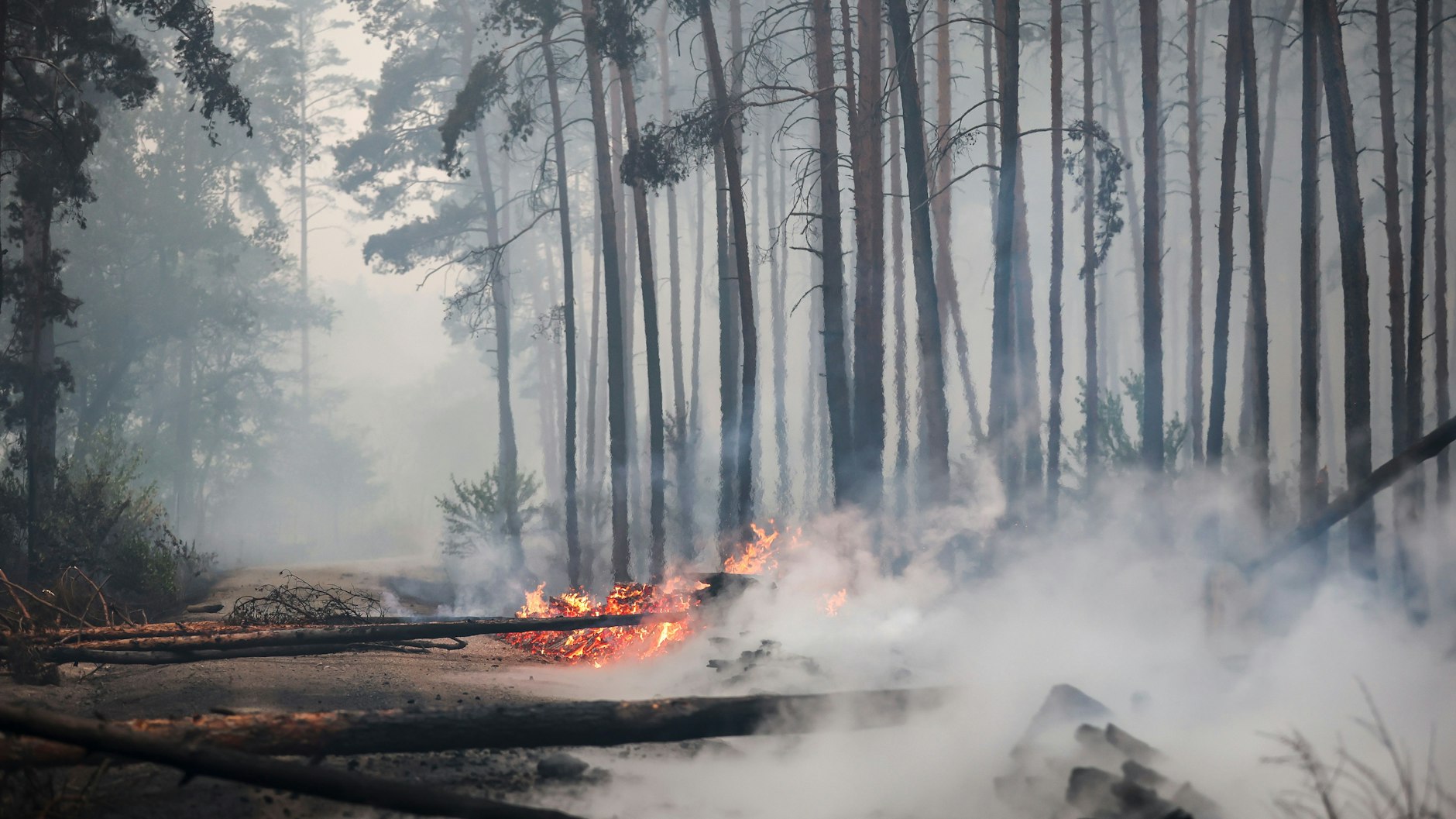 Falkenberg: Die Waldbrände hinterlassen eine Schneise der Verwüstung.