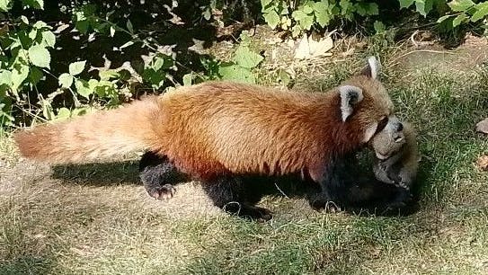 Mama Shine trägt eines ihrer Jungtiere zur Höhle.