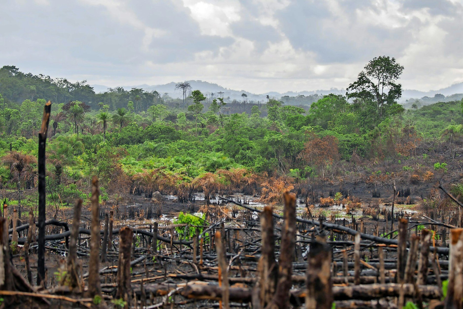 Die Umwelt leidet: brandgerodeter Urwald (Symbolbild).