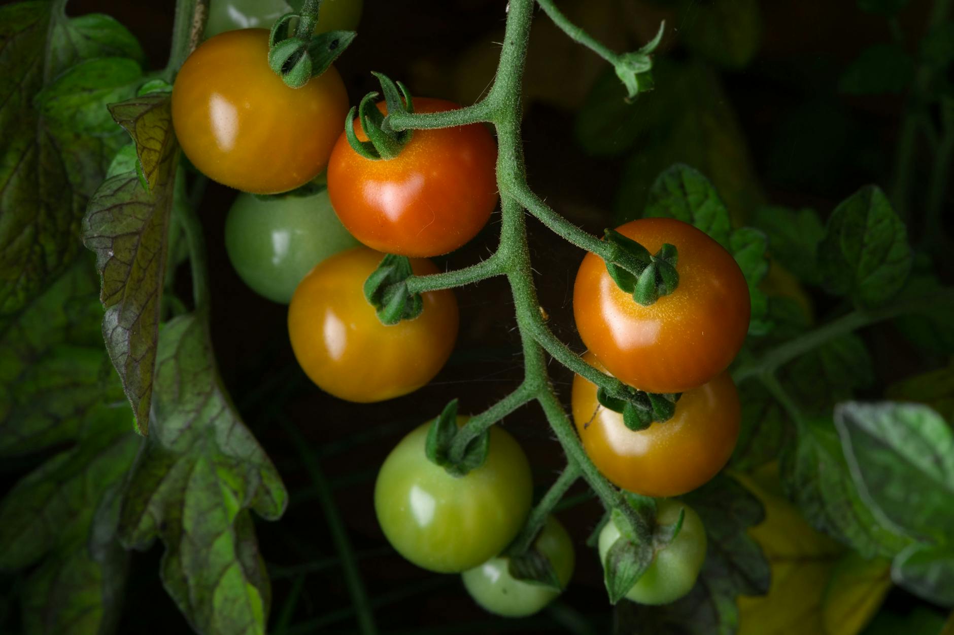 Wachsen und gedeihen auch nicht von alleine: Die Arbeit mit Tomaten sollte besser gewürdigt werden.