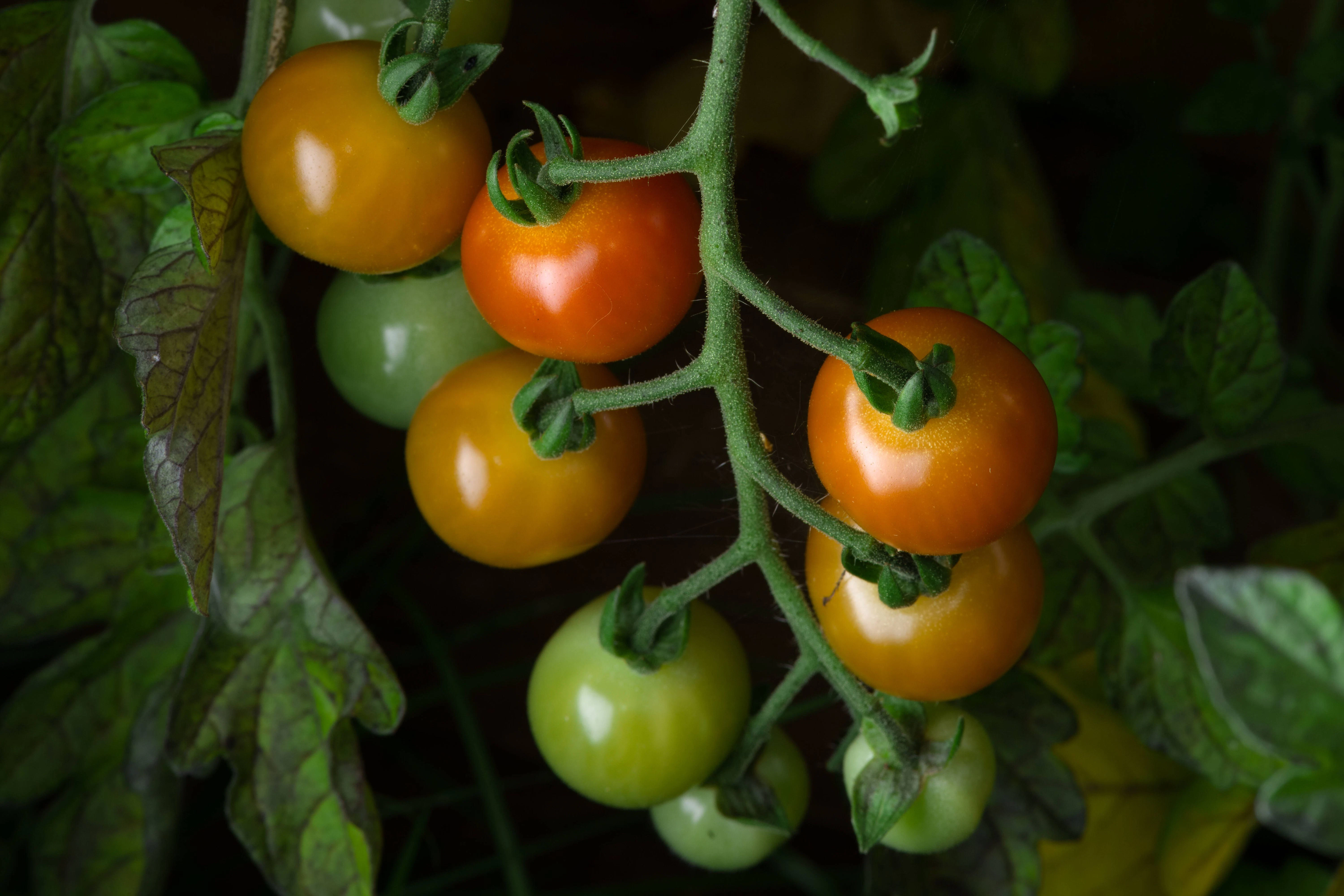 Wachsen und gedeihen auch nicht von alleine: Die Arbeit mit Tomaten sollte besser gewürdigt werden.
