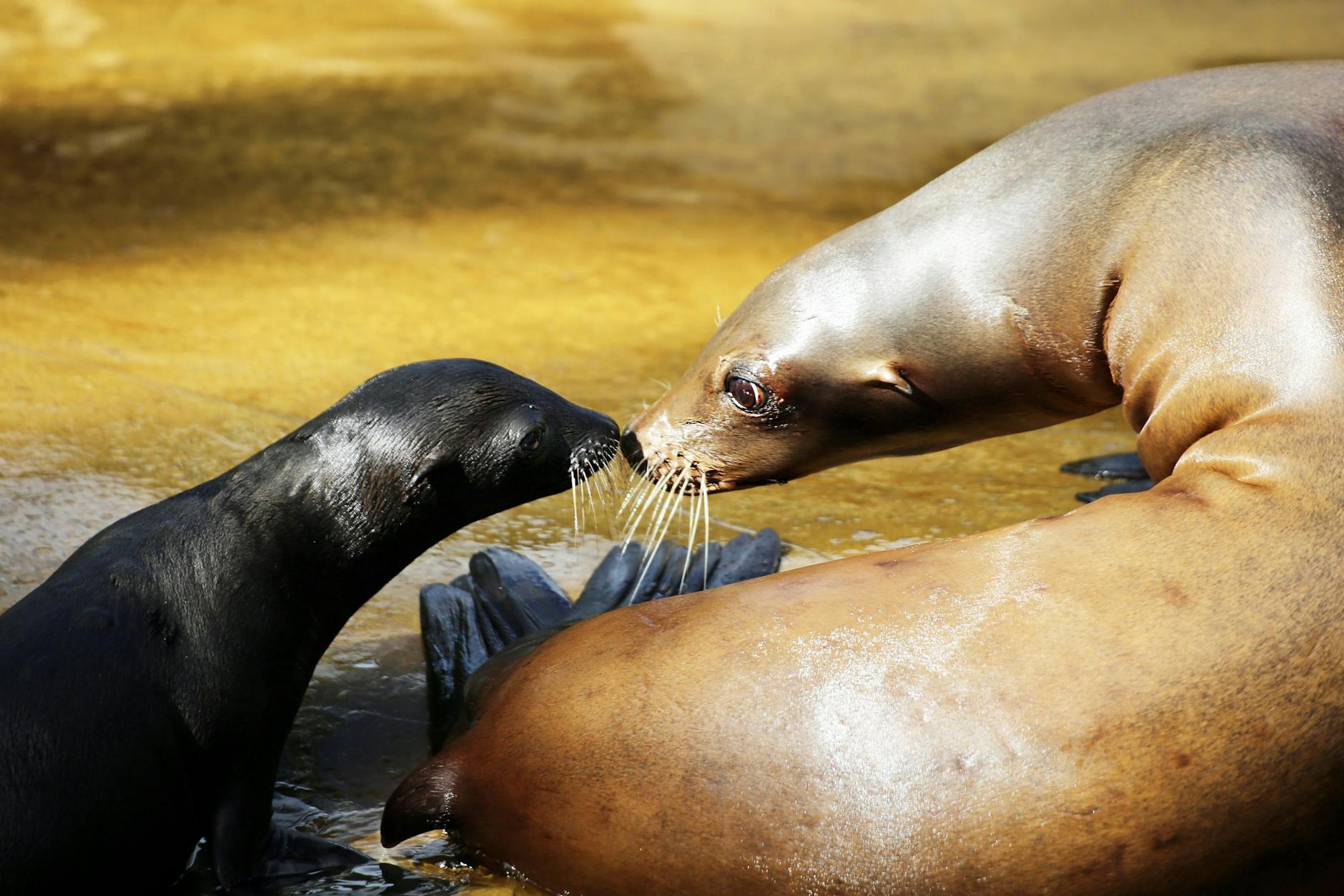 Seelöwen-Familie im Berliner Zoo. Wer als Familie die Tiere besuchen will, muss tief ins Portemonnaie greifen.