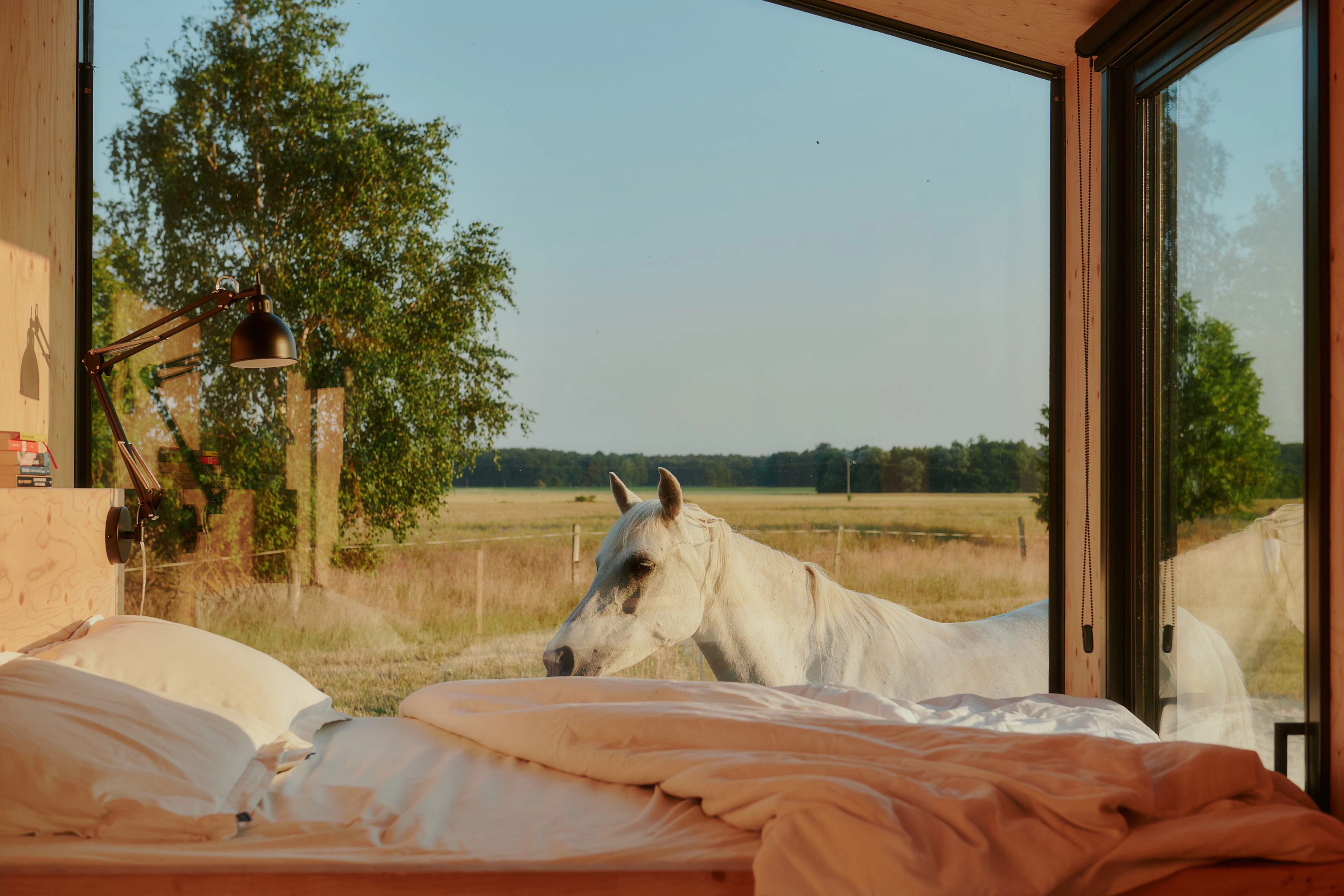 Da steht ein Pferd auf der Flur: Neben der Cabin „Lindenblick“ grasen Kühe und ein freundlicher Schimmel.