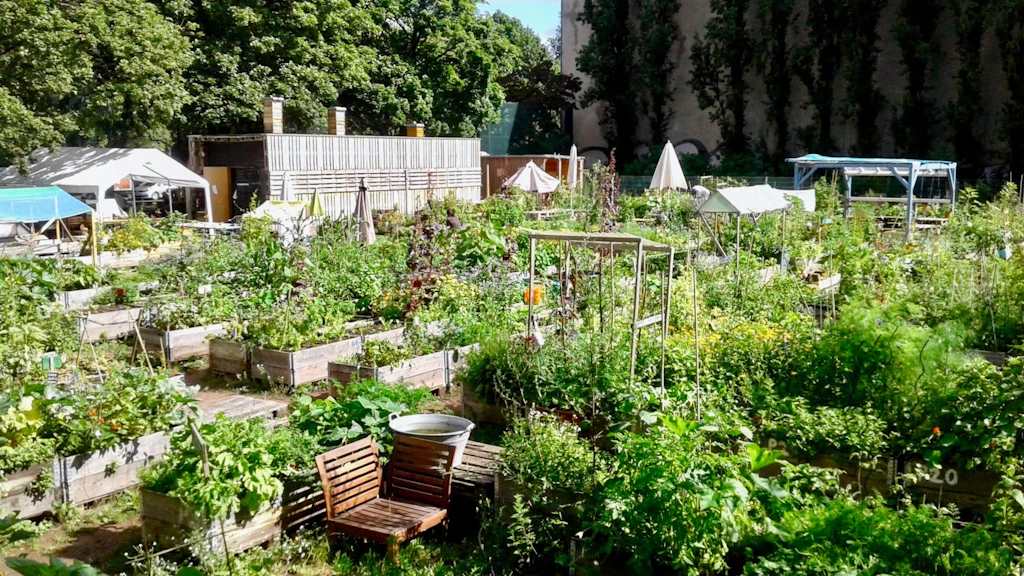 Urban Gardening statt Supermarkt: Sollten alle Berliner selbst Gemüse anbauen?