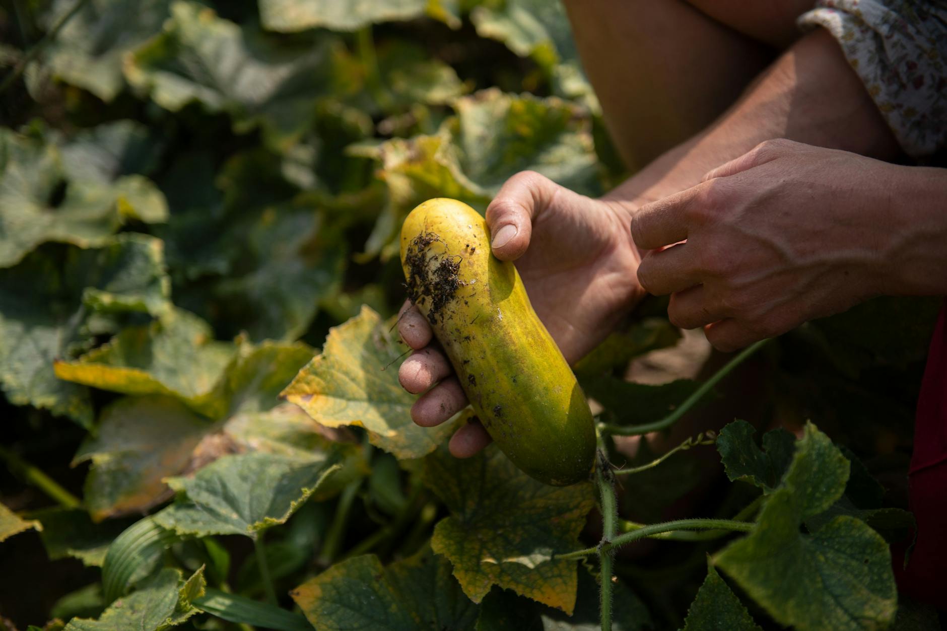 Na geht doch: Wer solche prächtigen Gurken selbst anbaut, spart sich den ein oder anderen Gang in den Laden.