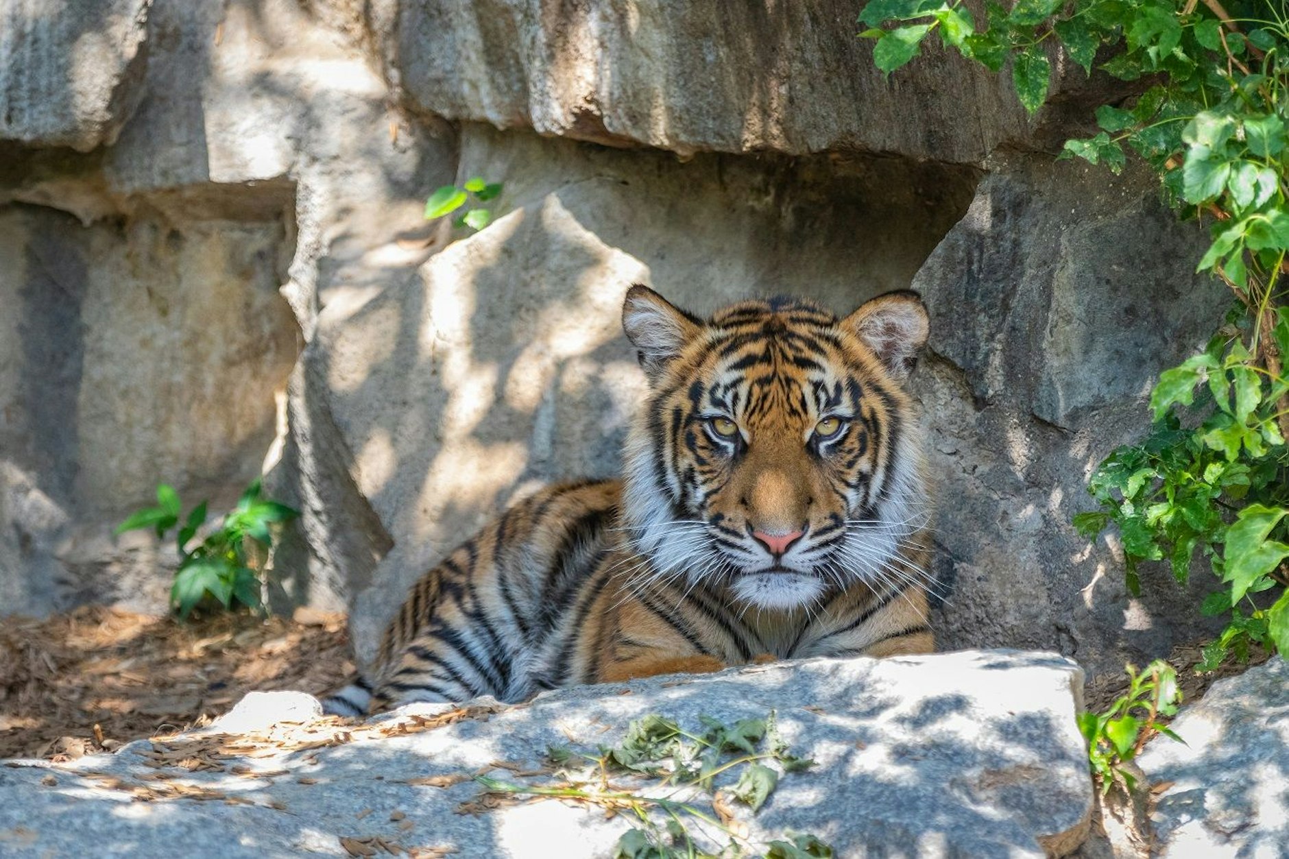 Sumatra-Tiger Willi ist nicht mehr: Er wurde am Donnerstag eingeschläfert.