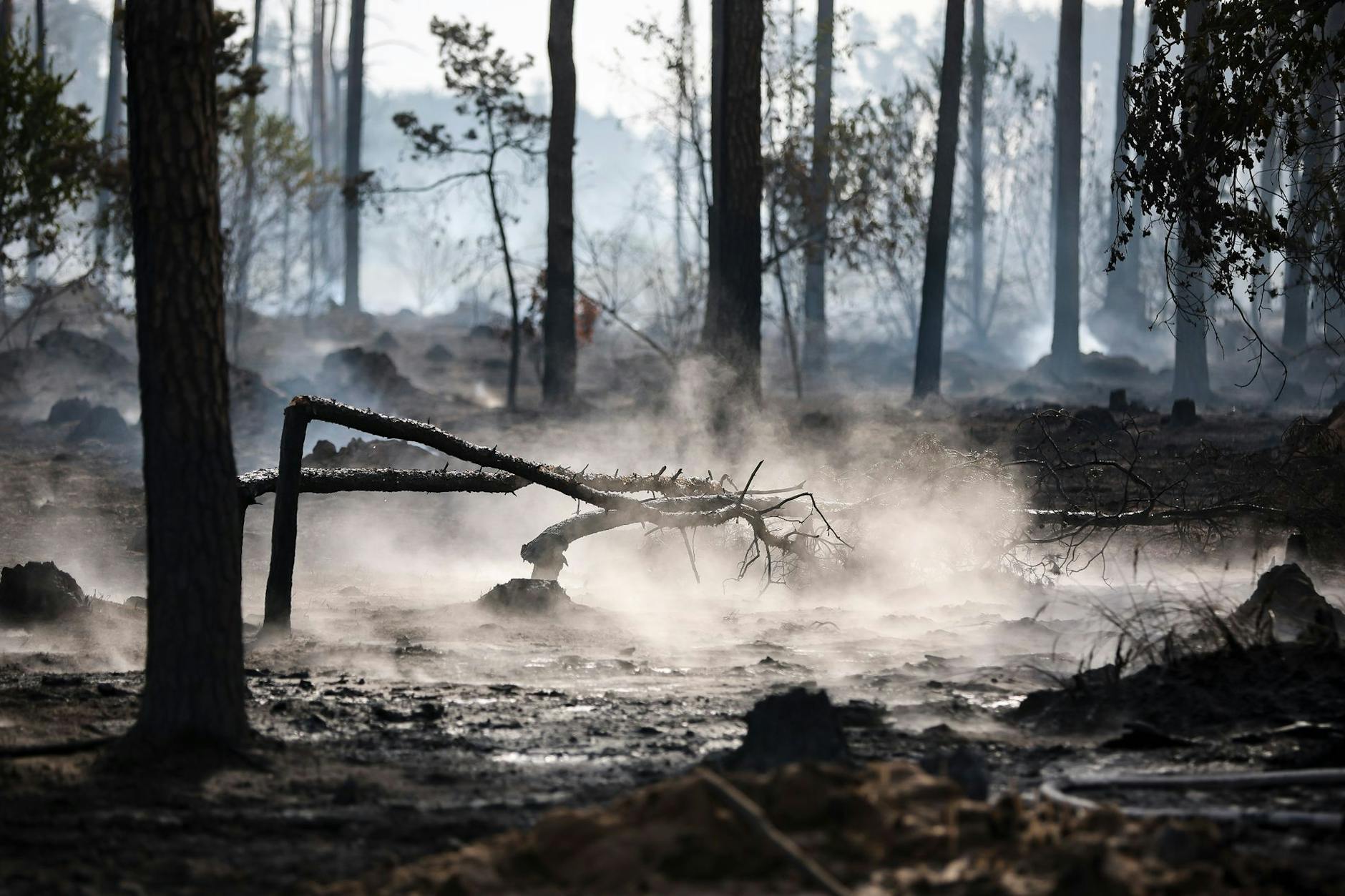 Verbrannte Baumstümpfe qualmen in einem Waldgebiet während eines Waldbrandes.
