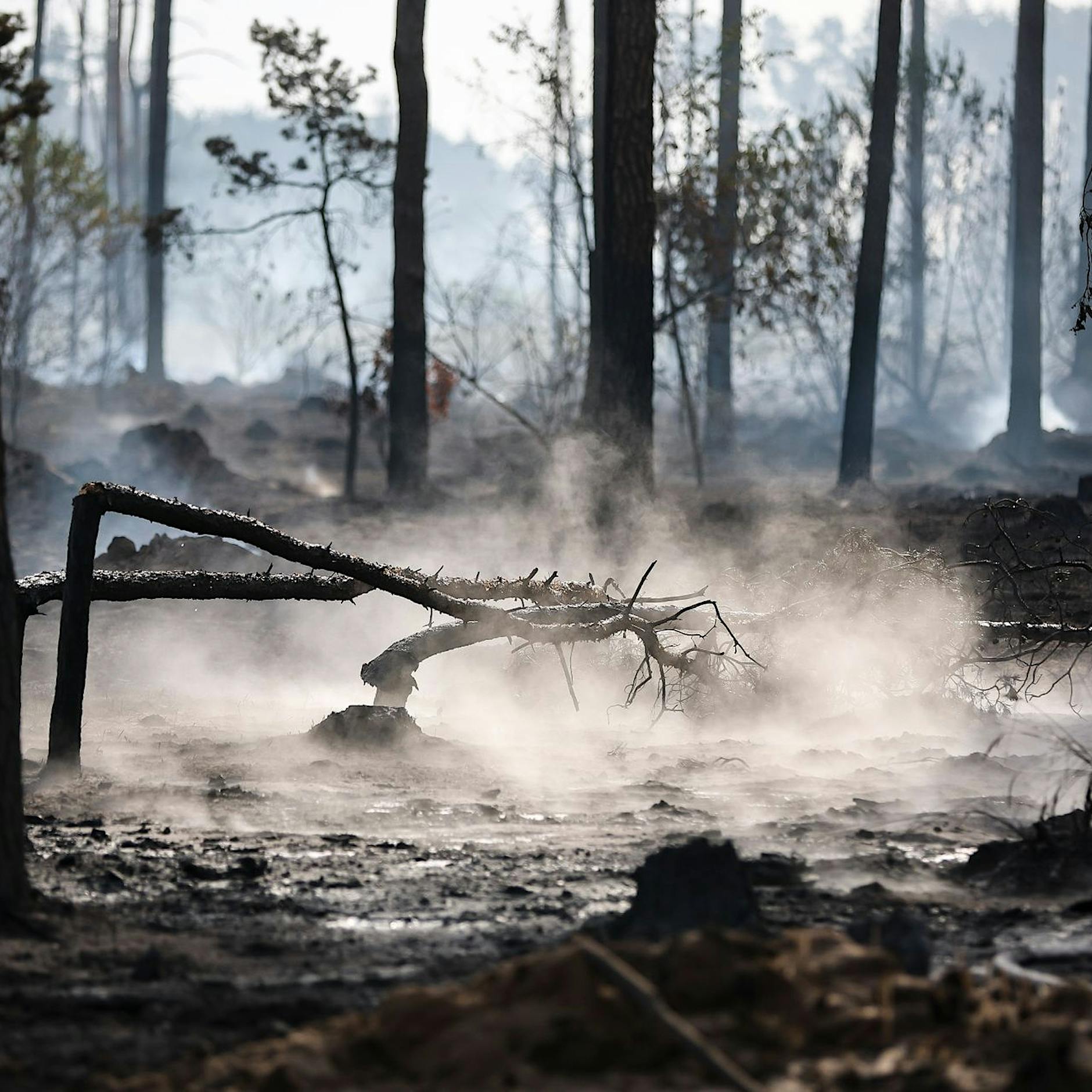 Waldbrand-Experte: „Es ist nur eine Frage der Zeit, bis es auch in Berlin brennt“