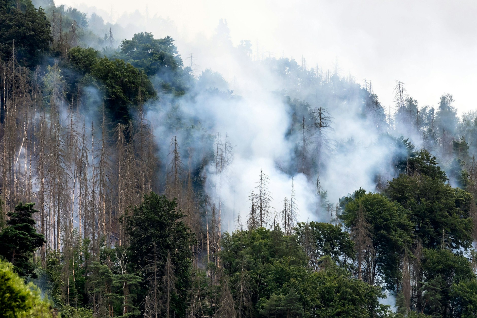 Bei Schmilka steigt dichter Rauch auf. Noch immer brennt es in der Sächsischen Schweiz.