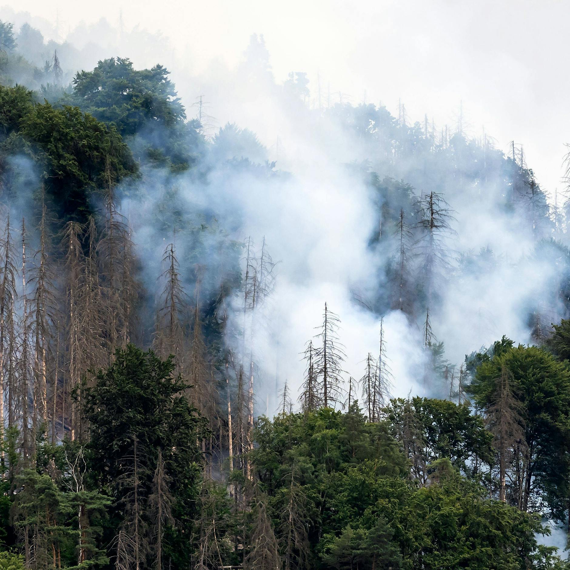 Waldbrand in der Sächsischen Schweiz weitet sich aus!