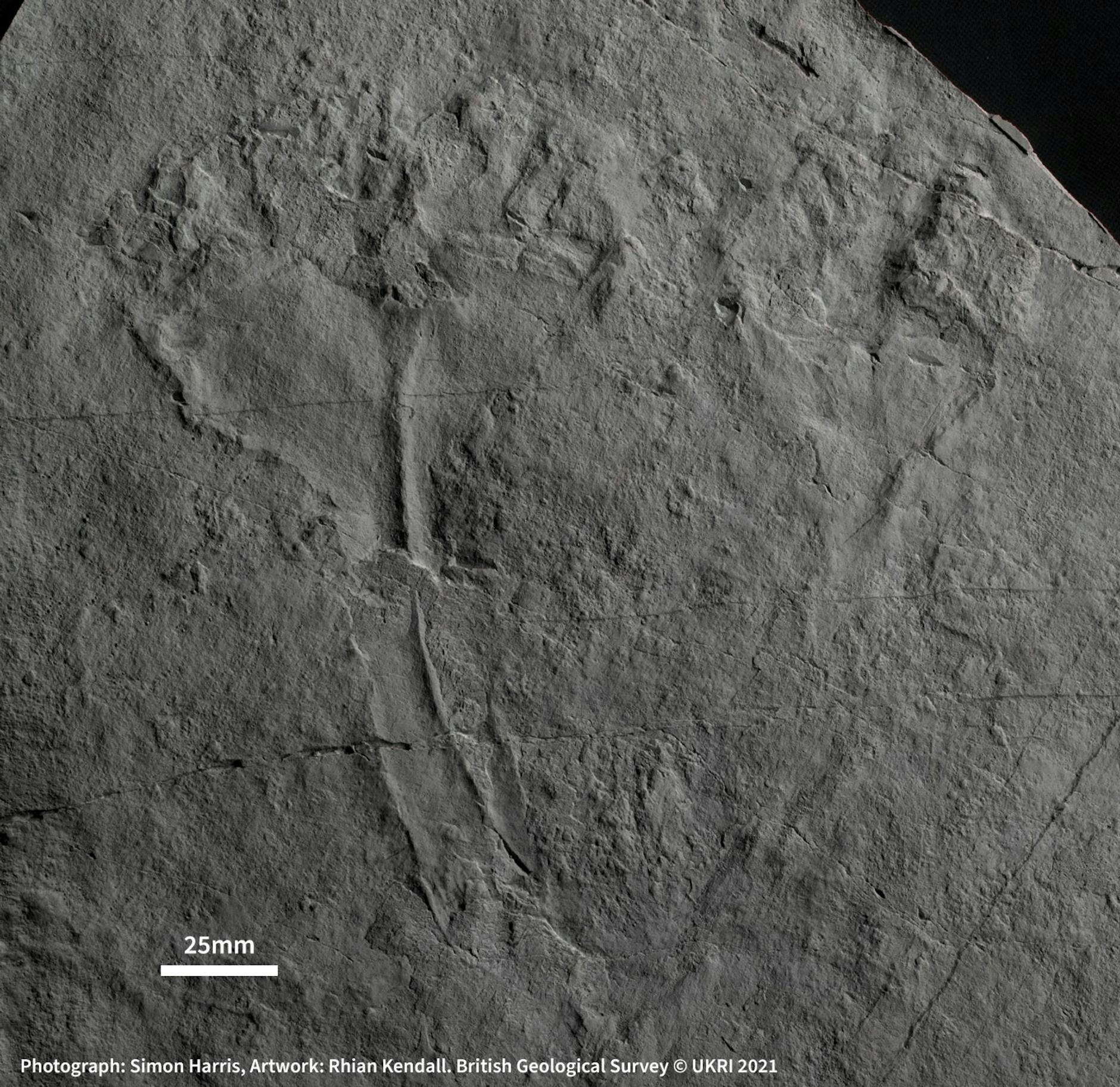 HANDOUT - Abdruck des Fossils Auroralumina attenboroughii, benannt nach dem britischen Naturfilmer David Attenborough. Survey/Ukri/PA Media/dpa